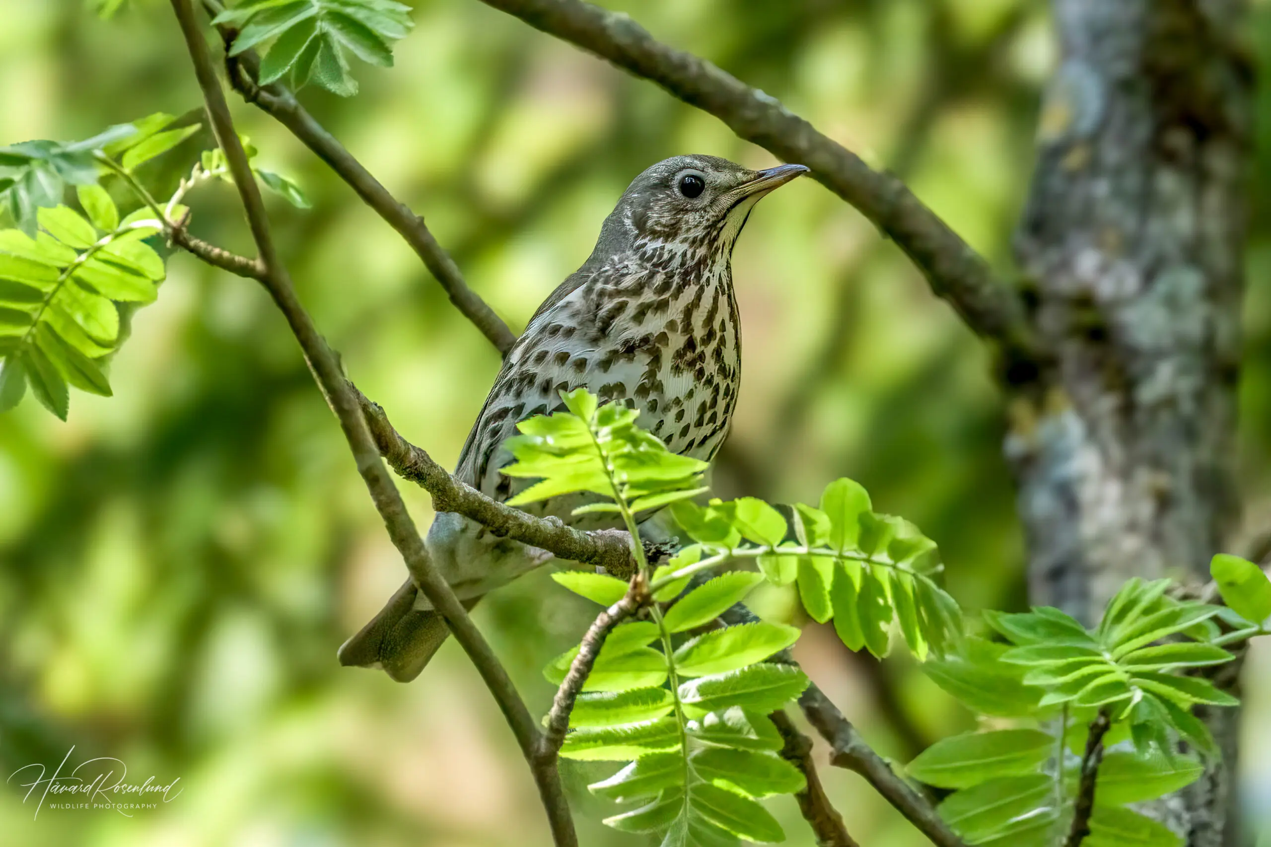 Song Thrush (Turdus philomelos) @ Nordre Øyeren Nature Reserve, Norway. Photo: Håvard Rosenlund