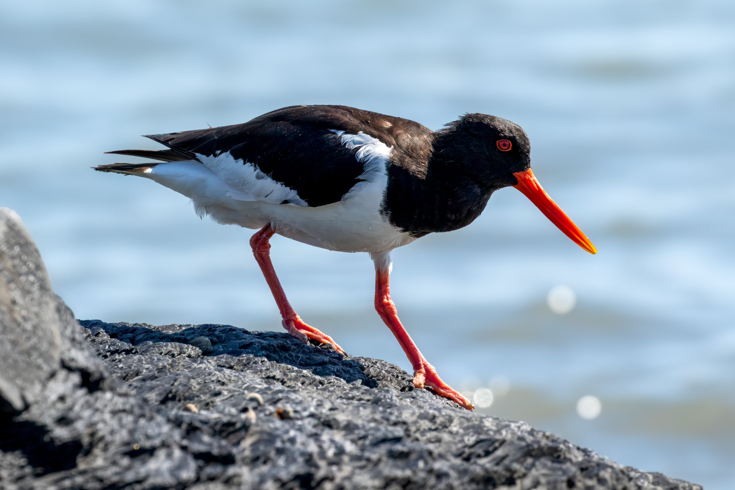 Eurasian Oystercatcher (Haematopus ostralegus) @ Gressholmen, Oslo, Norway. Photo: Håvard Rosenlund