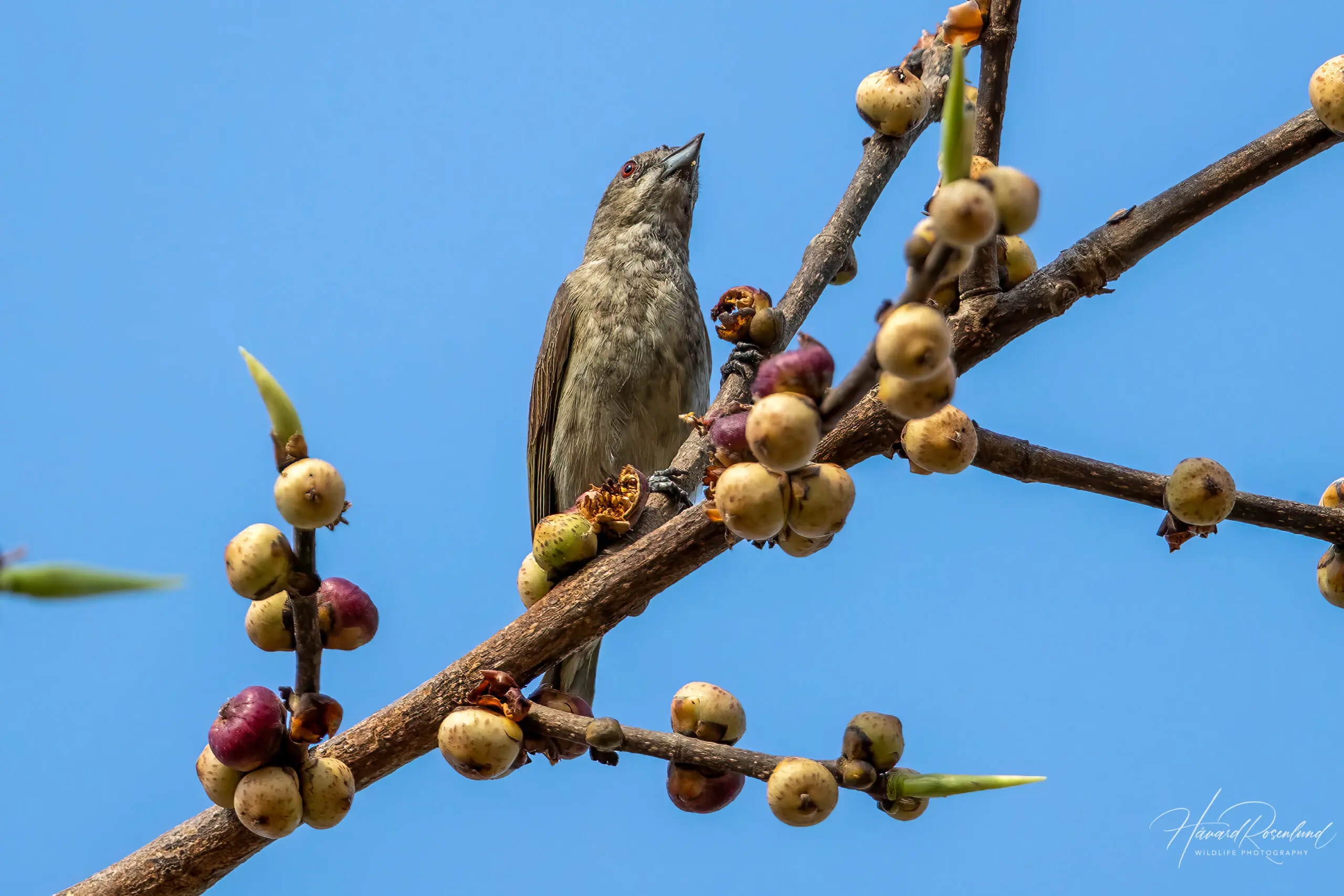 Thick-billed Flowerpecker (Dicaeum agile) @ Bandhavgarh National Park, India. Photo: Håvard Rosenlund