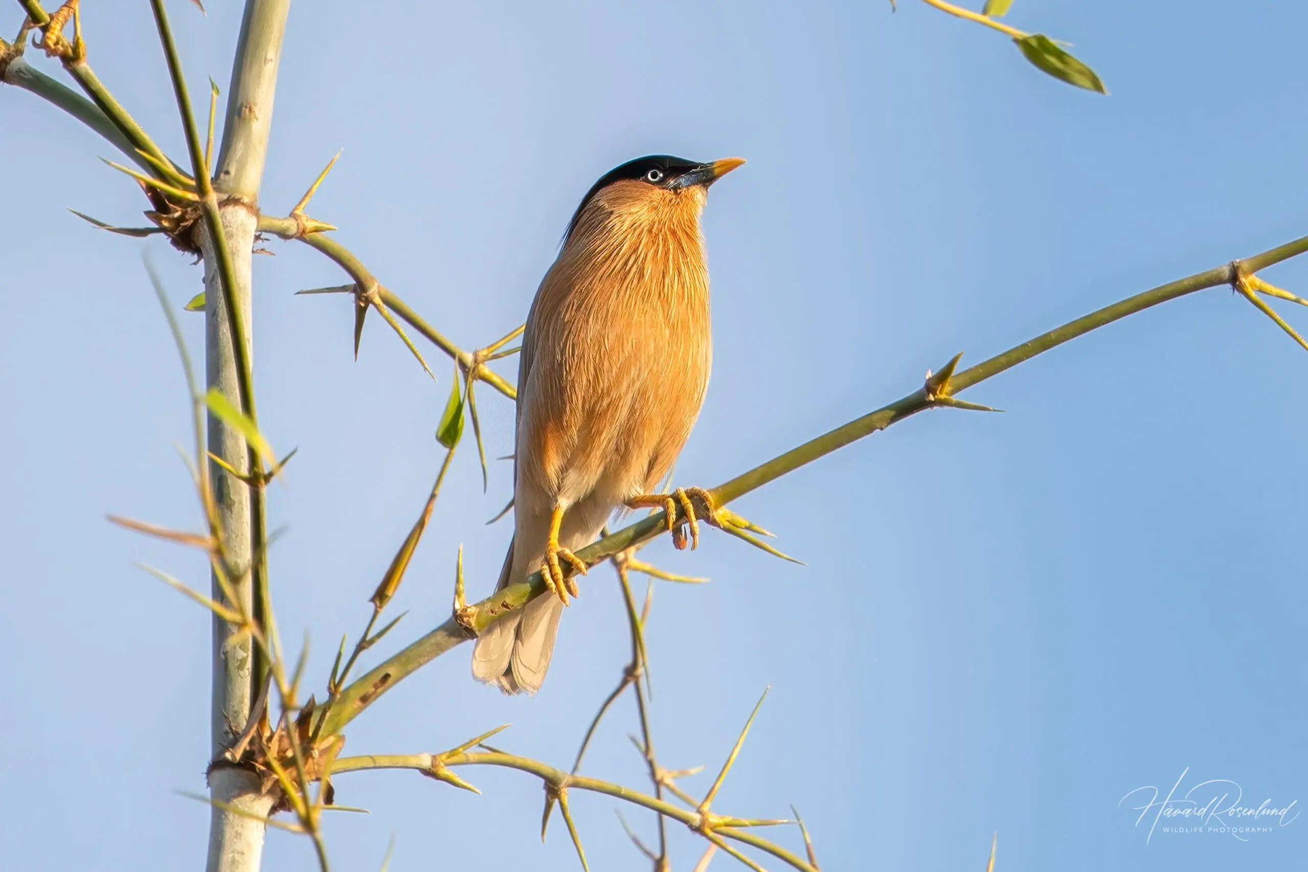 Brahminy Starling (Sturnia pagodarum) @ Bandhavgarh National Park, India. Photo: Håvard Rosenlund