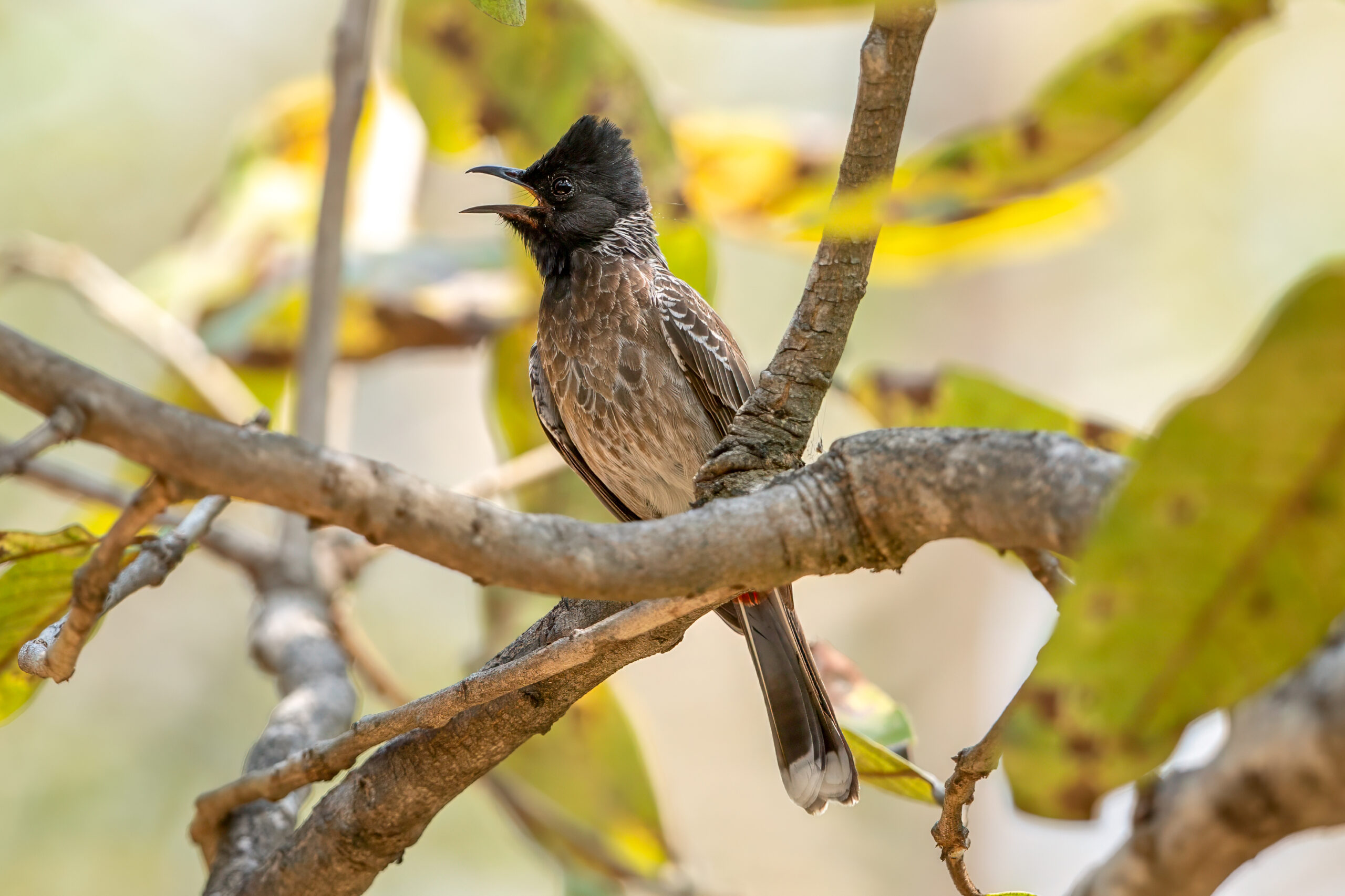 Red-vented Bulbul (Pycnonotus cafer) @ Pench National Park, India. Photo: Håvard Rosenlund