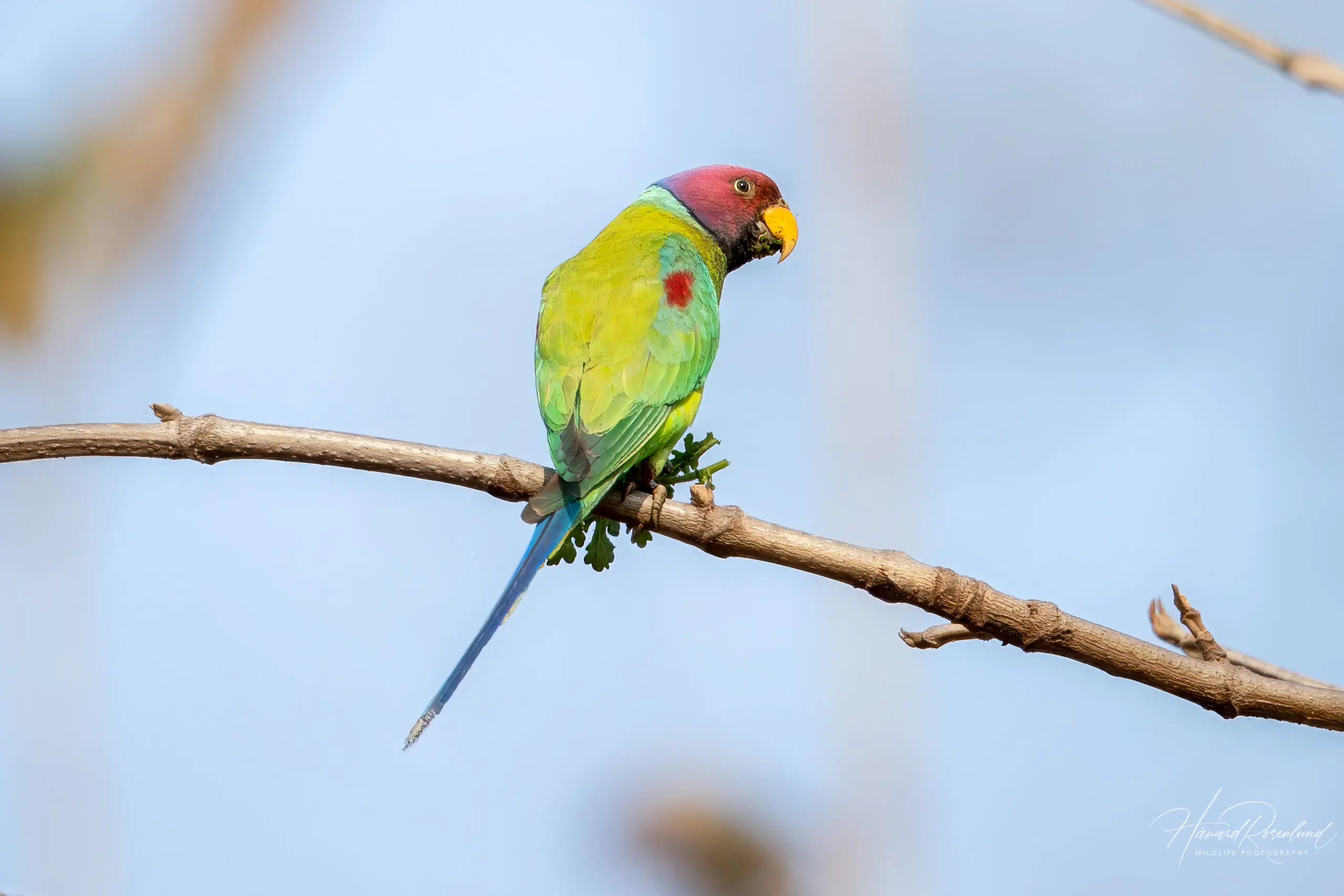 Plum-headed Parakeet (Psittacula cyanocephala) - Male @ Satpura National Park, India. Photo: Håvard Rosenlund