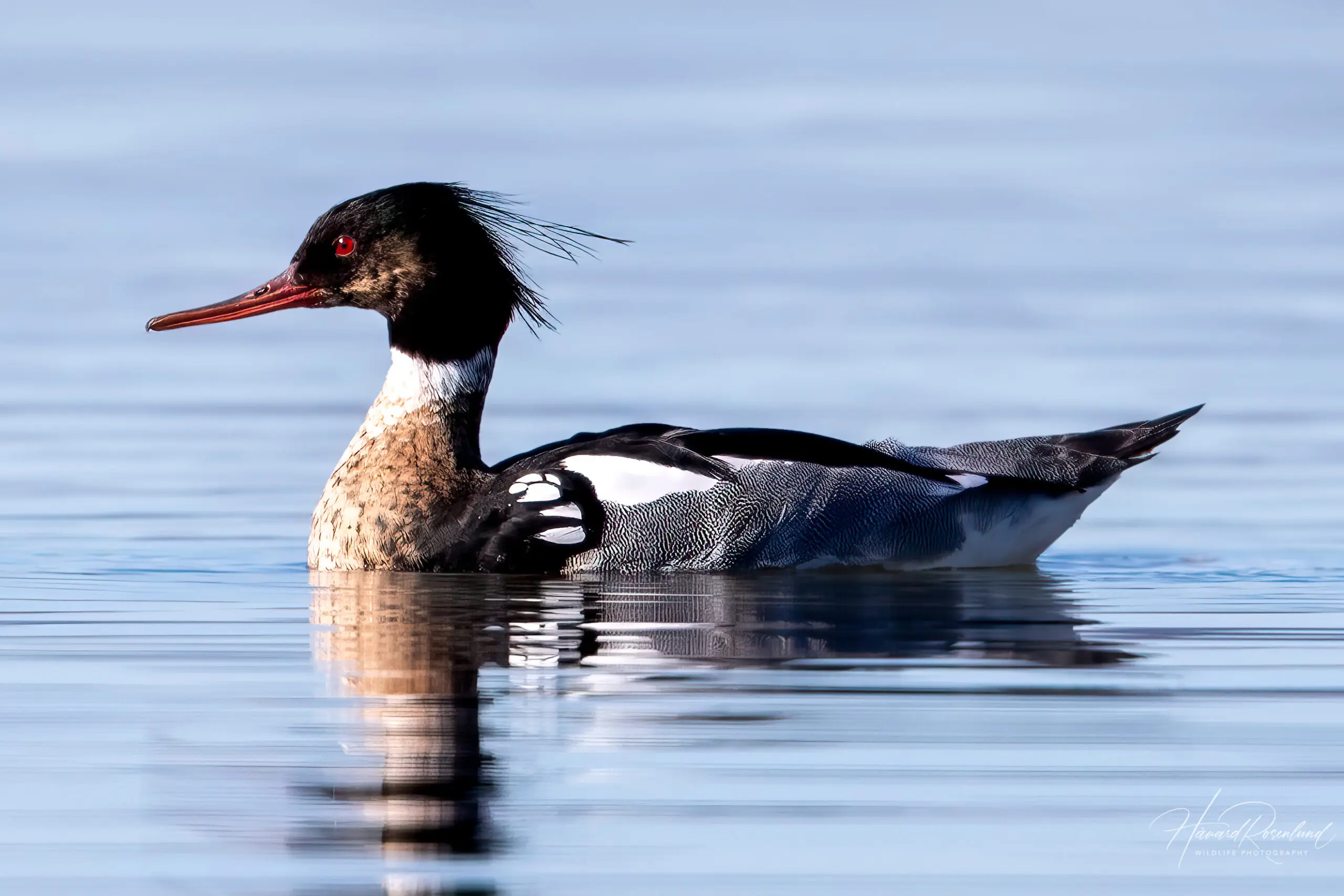 Red-breasted Merganser (Mergus serrator) - Male @ Fornebu, Norway. Photo: Håvard Rosenlund