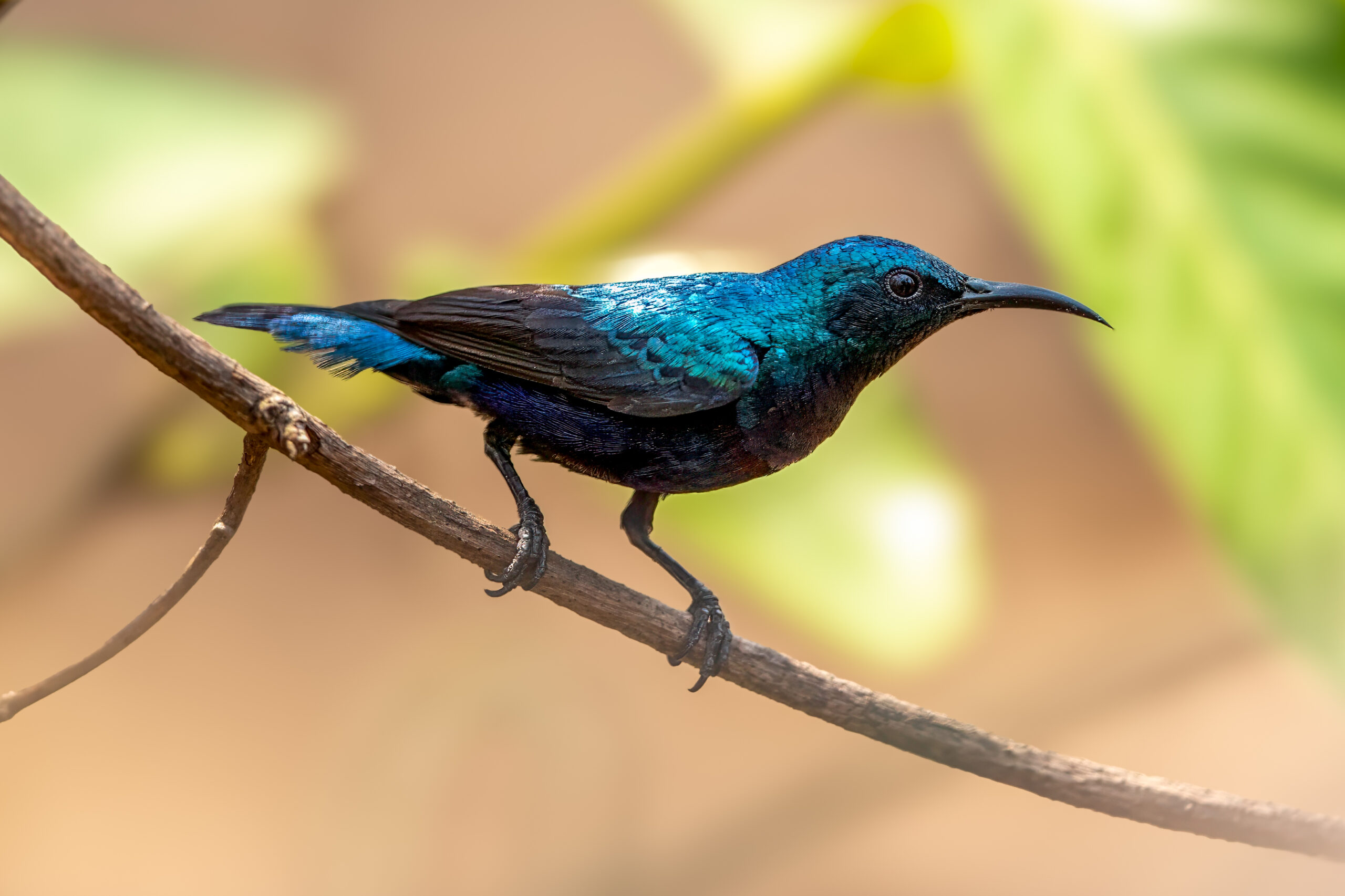 Purpursolfugl (Cinnyris asiaticus) - Hannfugl @ Satpura National Park, India. Foto: Håvard Rosenlund