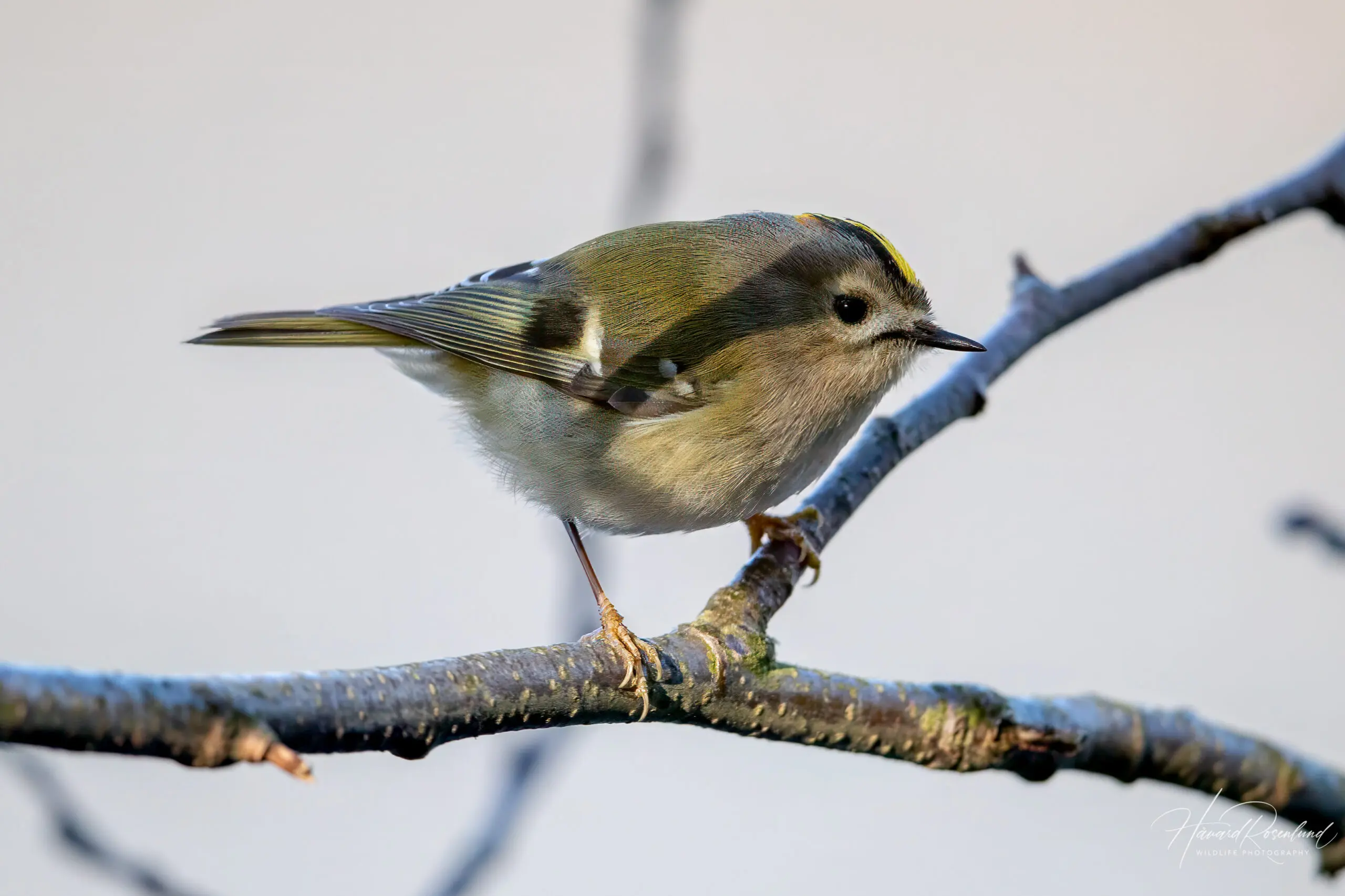 Goldcrest (Regulus regulus) @ Nordre Øyeren Nature Reserve, Norway. Photo: Håvard Rosenlund