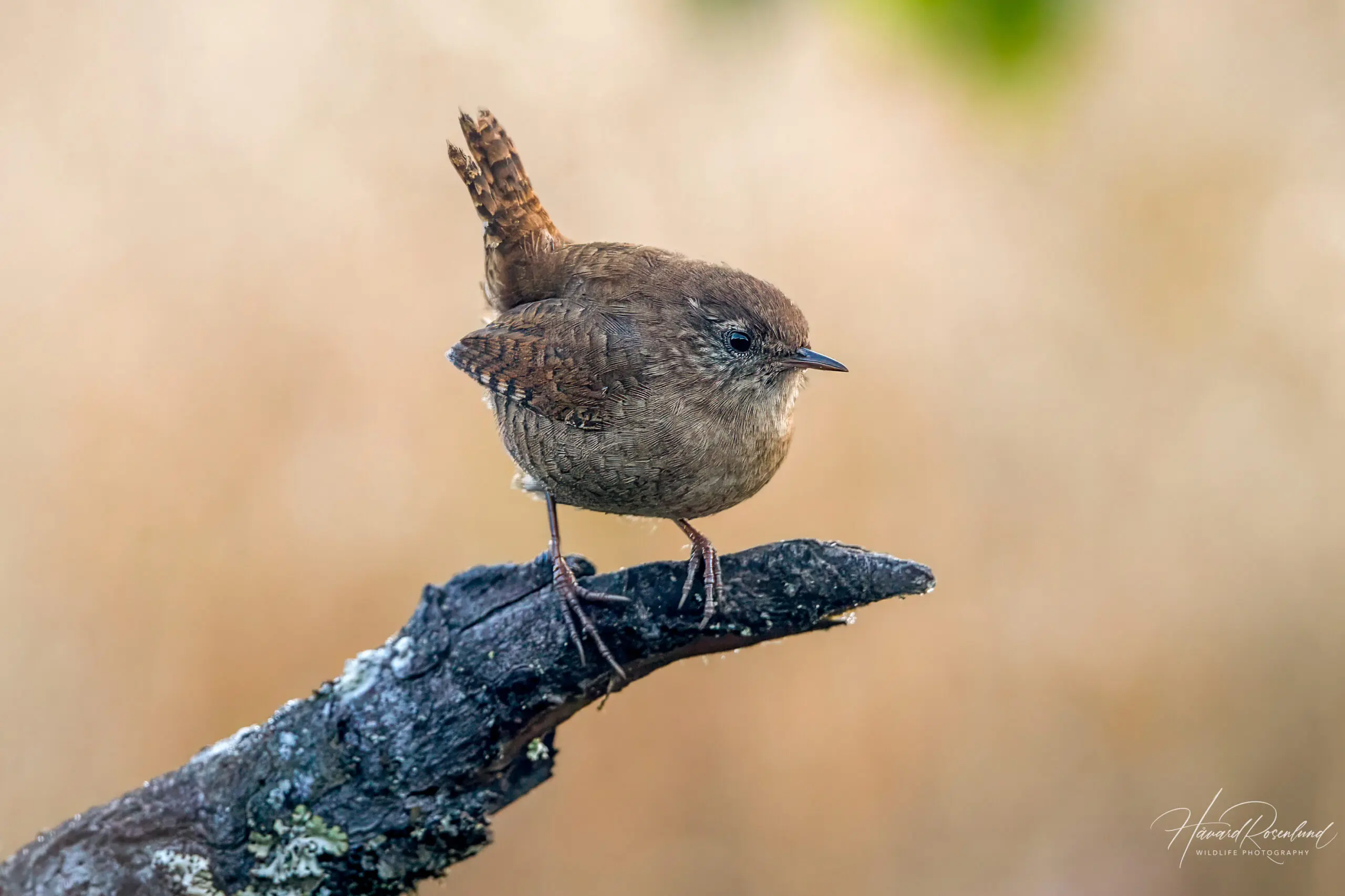 Eurasian Wren (Troglodytes troglodytes) @ Nittedal, Norway. Photo: Håvard Rosenlund