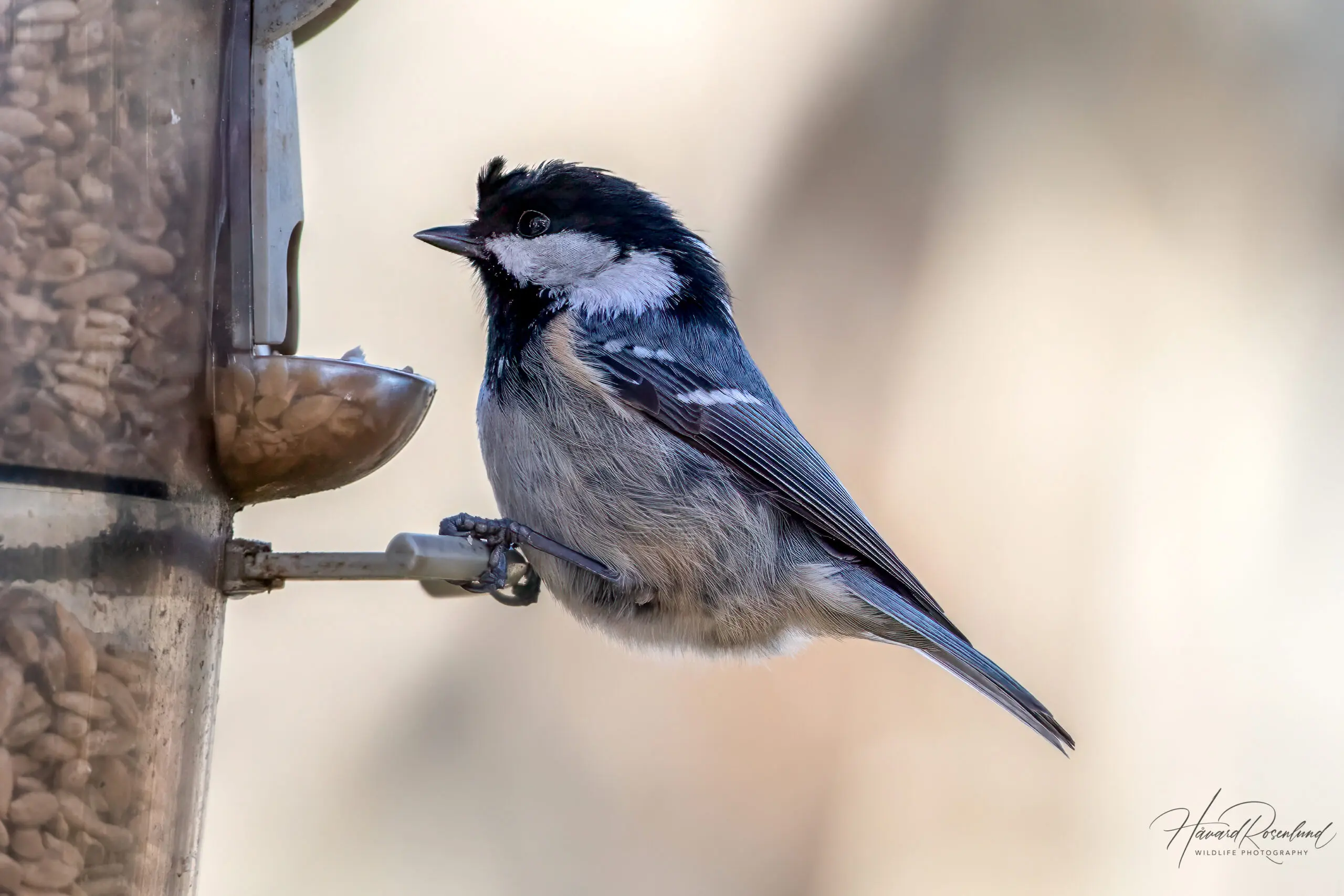 Coal Tit (Periparus ater) @ Fornebu, Norway. Photo: Håvard Rosenlund