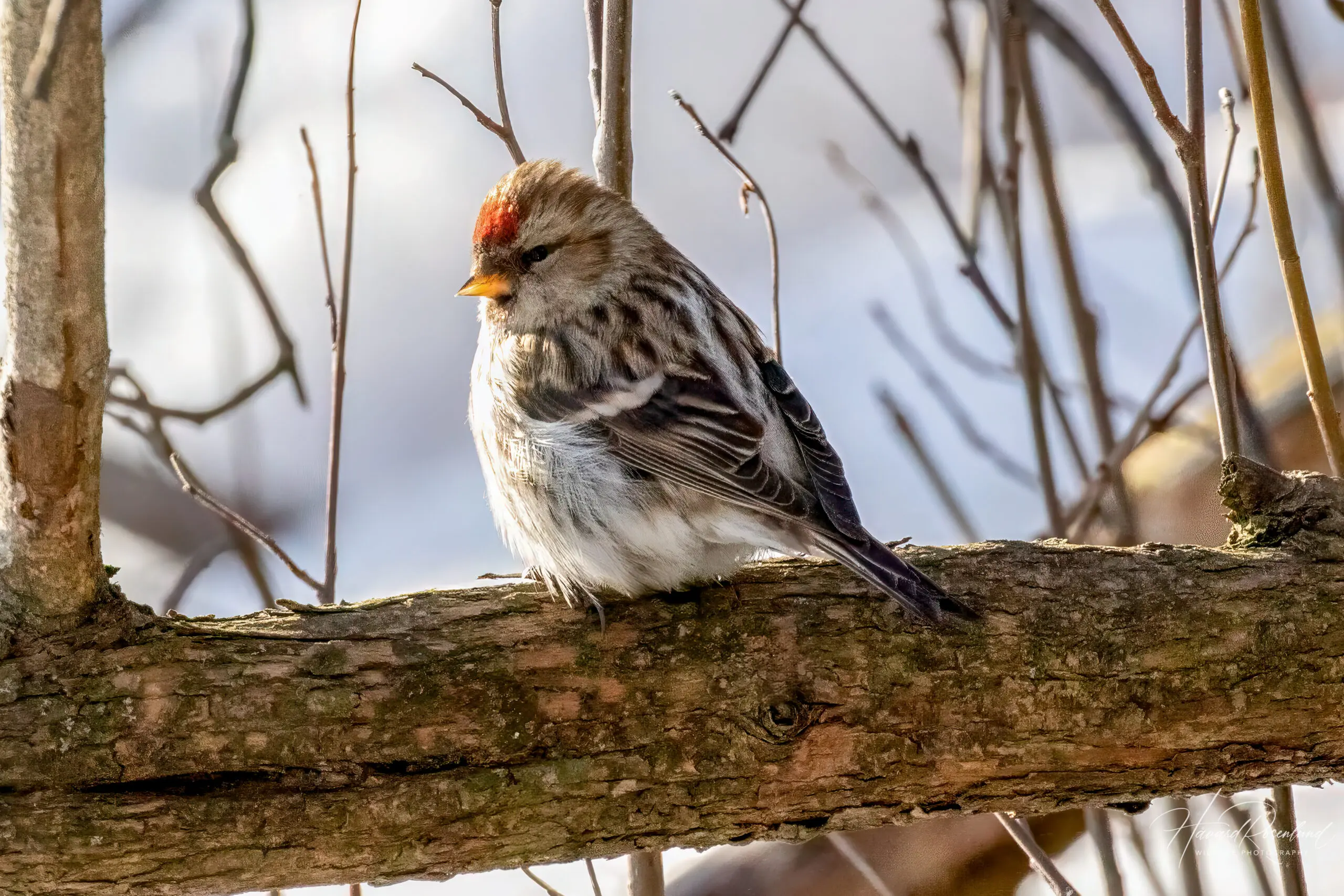 Common Redpoll (Acanthis flammea) @ Fornebu, Norway. Photo: Håvard Rosenlund