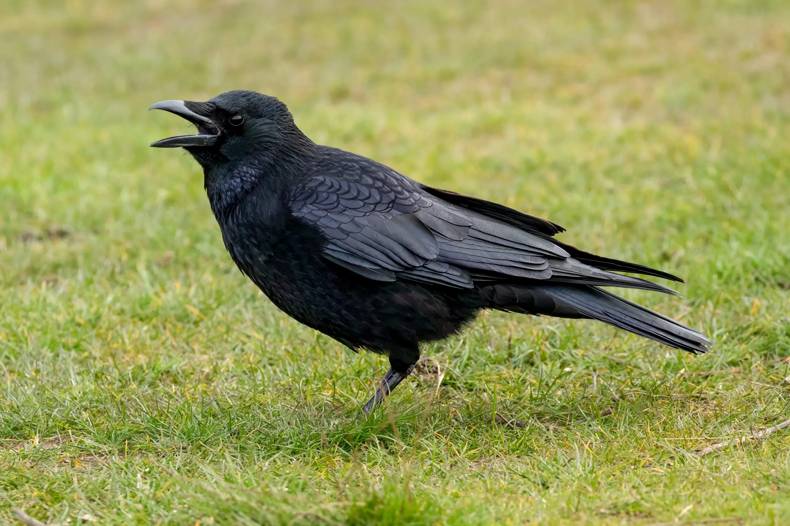 Svartkråke (Corvus corone) @ Richmond Park, London, Storbritannia. Foto: Håvard Rosenlund