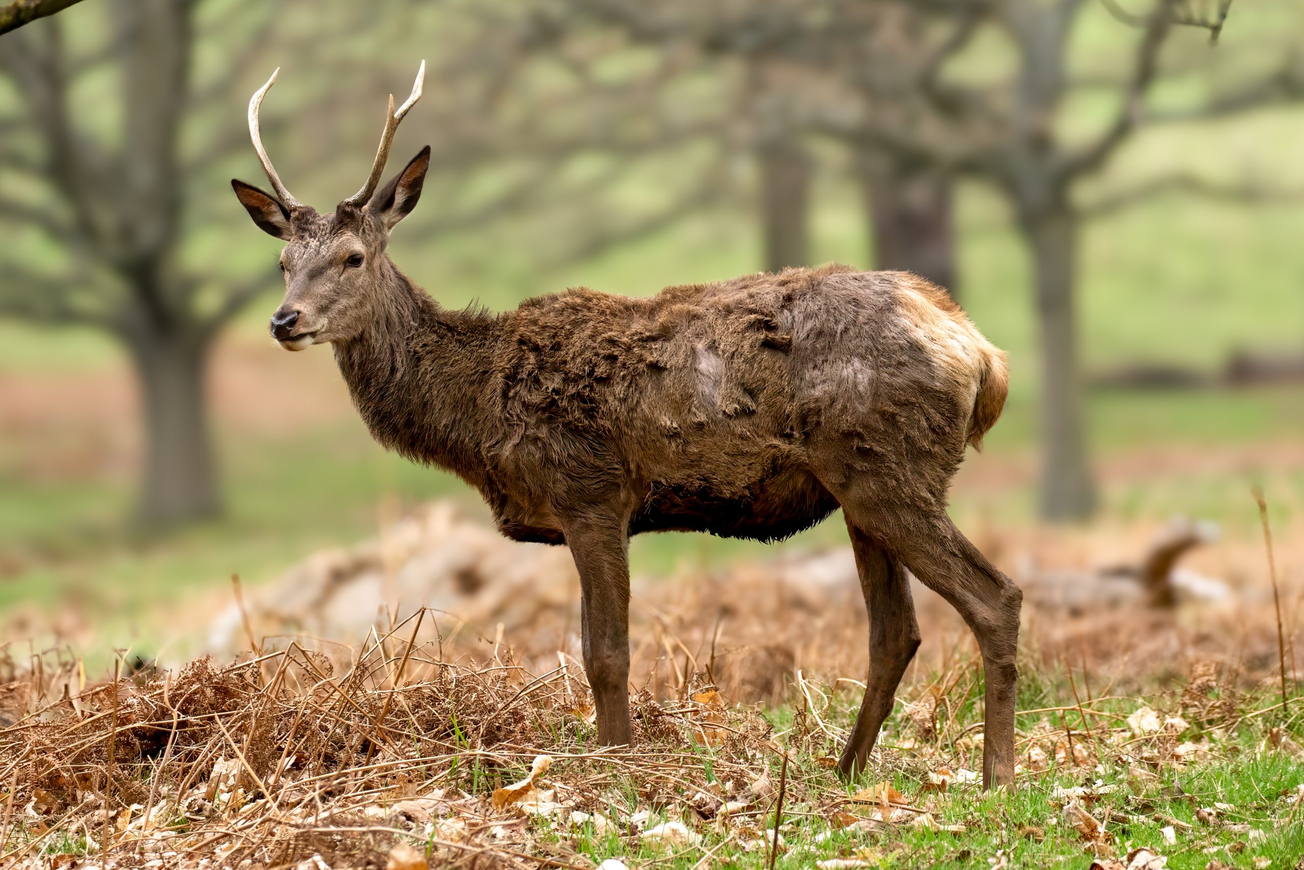 Red Deer (Cervus elaphus) @ Richmond Park, London, United Kingdom. Photo: Håvard Rosenlund
