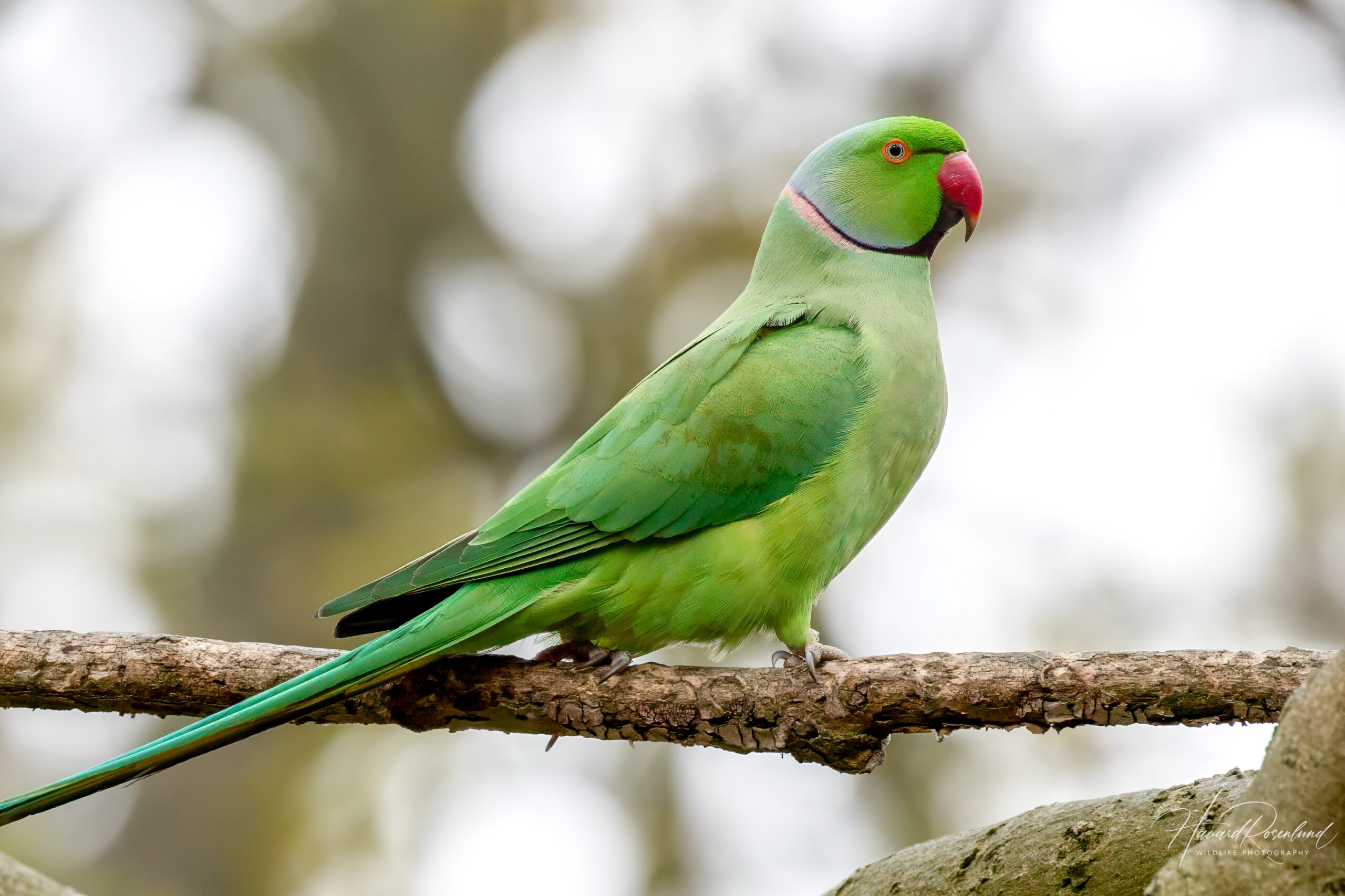 Rose ringed Parakeet Psittacula Krameri Wildlife Vagabond
