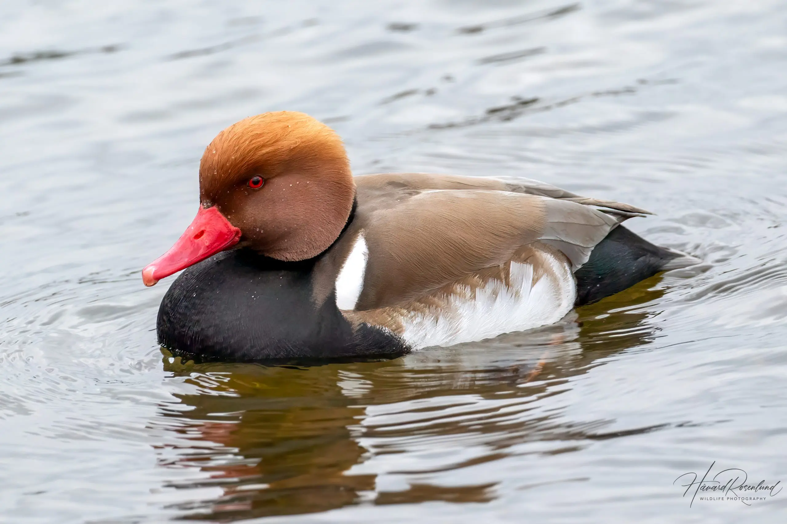 Red-crested Pochard (Netta rufina) - Male @ Richmond Park, London, United Kingdom. Photo: Håvard Rosenlund