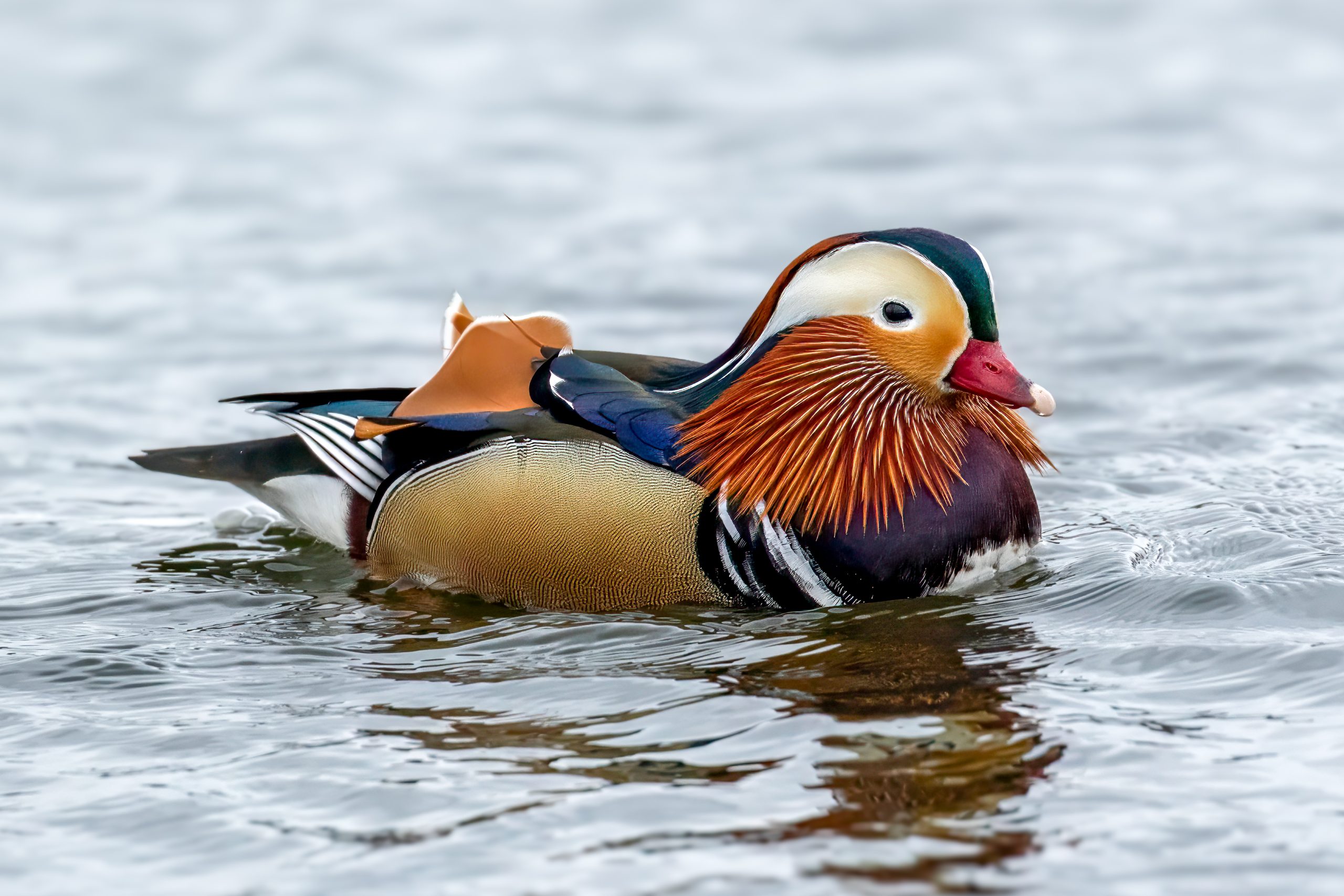 Mandarinand (Aix galericulata) - Hannfugl @ Richmond Park, London, Storbritannia. Foto: Håvard Rosenlund