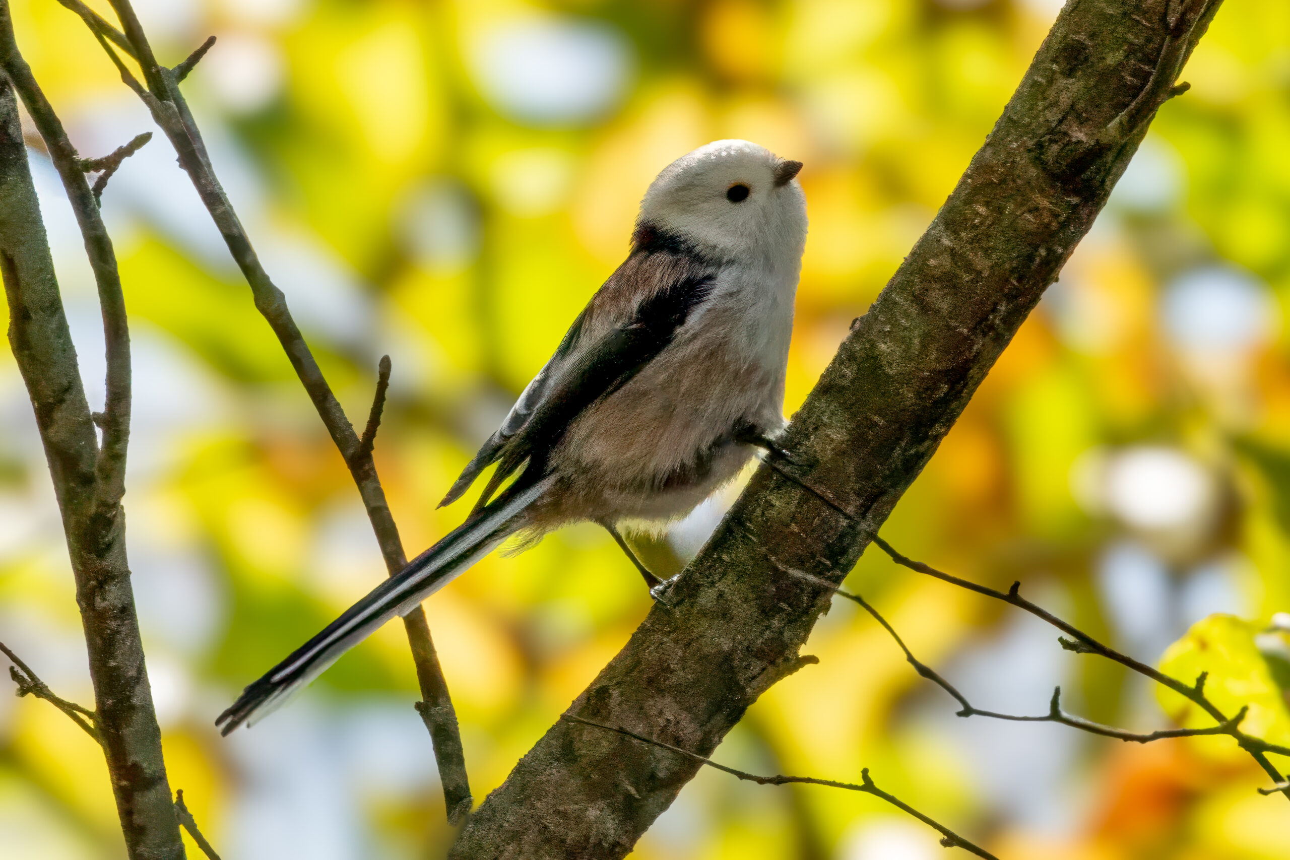 Stjertmeis (Aegithalos caudatus) @ Nittedal. Foto: Håvard Rosenlund