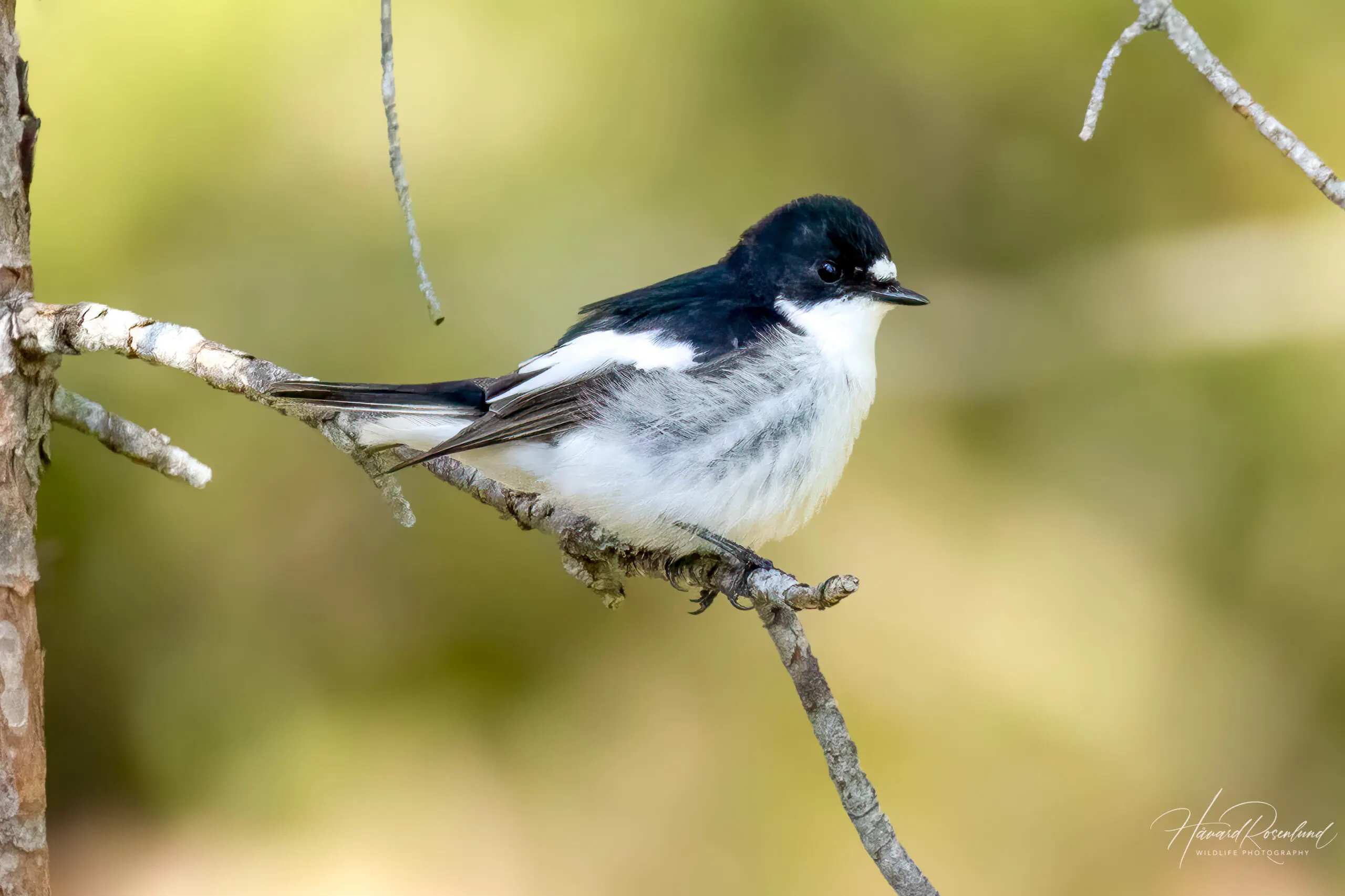 European Pied Flycatcher (Ficedula hypoleuca) - Male @ Nittedal, Norway. Photo: Håvard Rosenlund