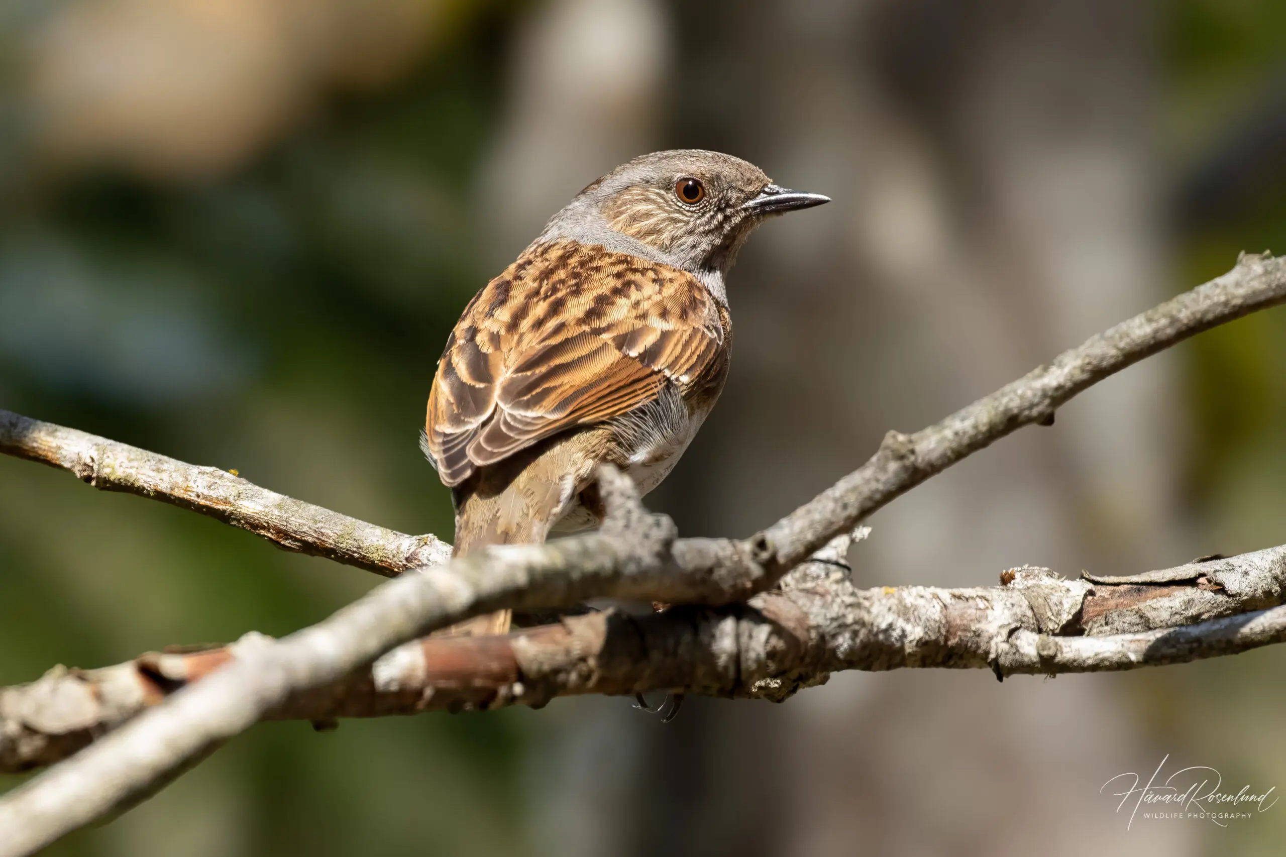 Dunnock (Prunella modularis) @ Nittedal, Norway. Photo: Håvard Rosenlund