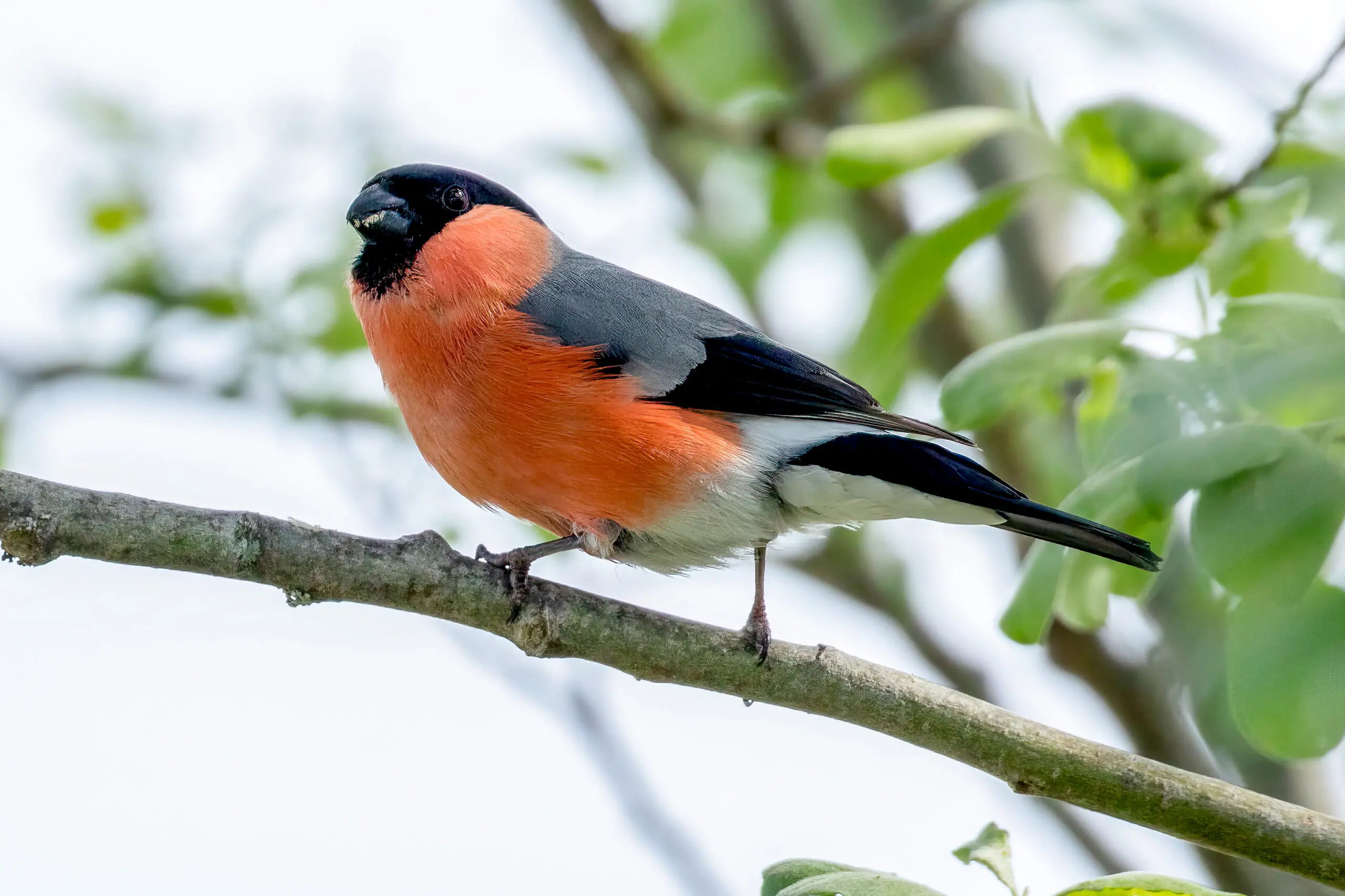 Eurasian Bullfinch (Pyrrhula pyrrhula) - Male @ Nittedal, Norway. Photo: Håvard Rosenlund