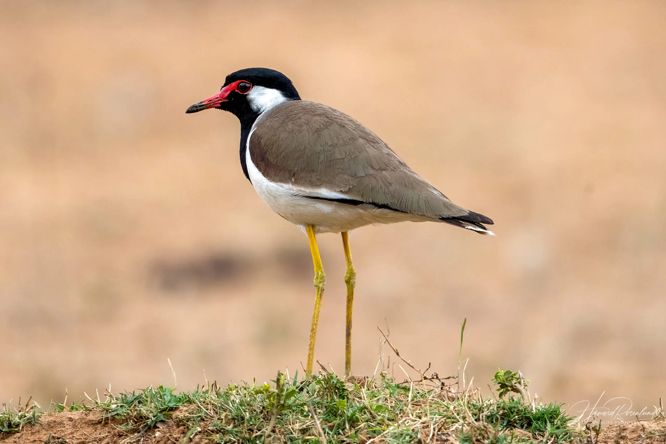 Red-wattled Lapwing (Vanellus indicus) @ Bandhavgarh National Park, India. Photo: Håvard Rosenlund