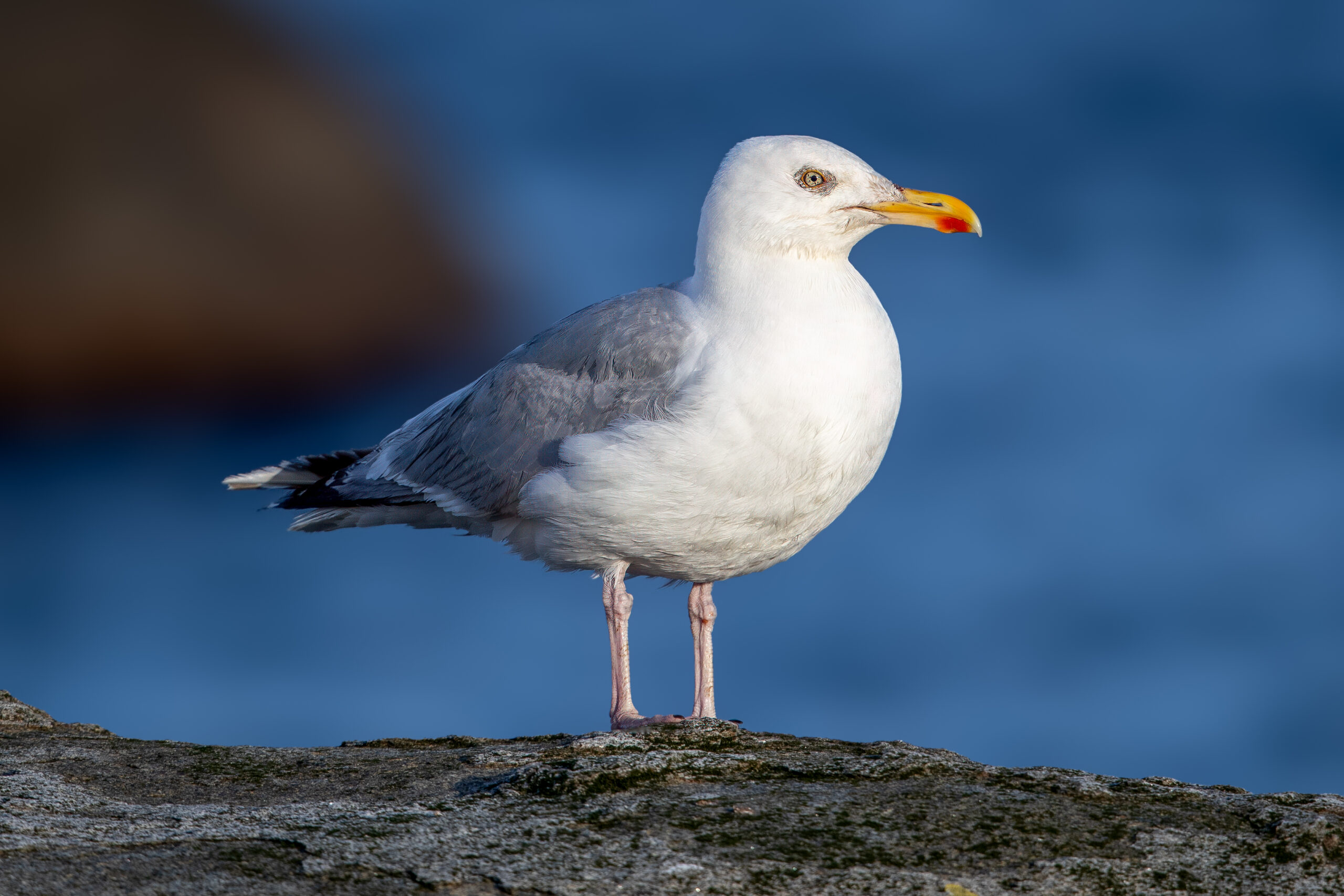 European Herring Gull (Larus argentatus) @ Lista, Norway. Photo: Håvard Rosenlund