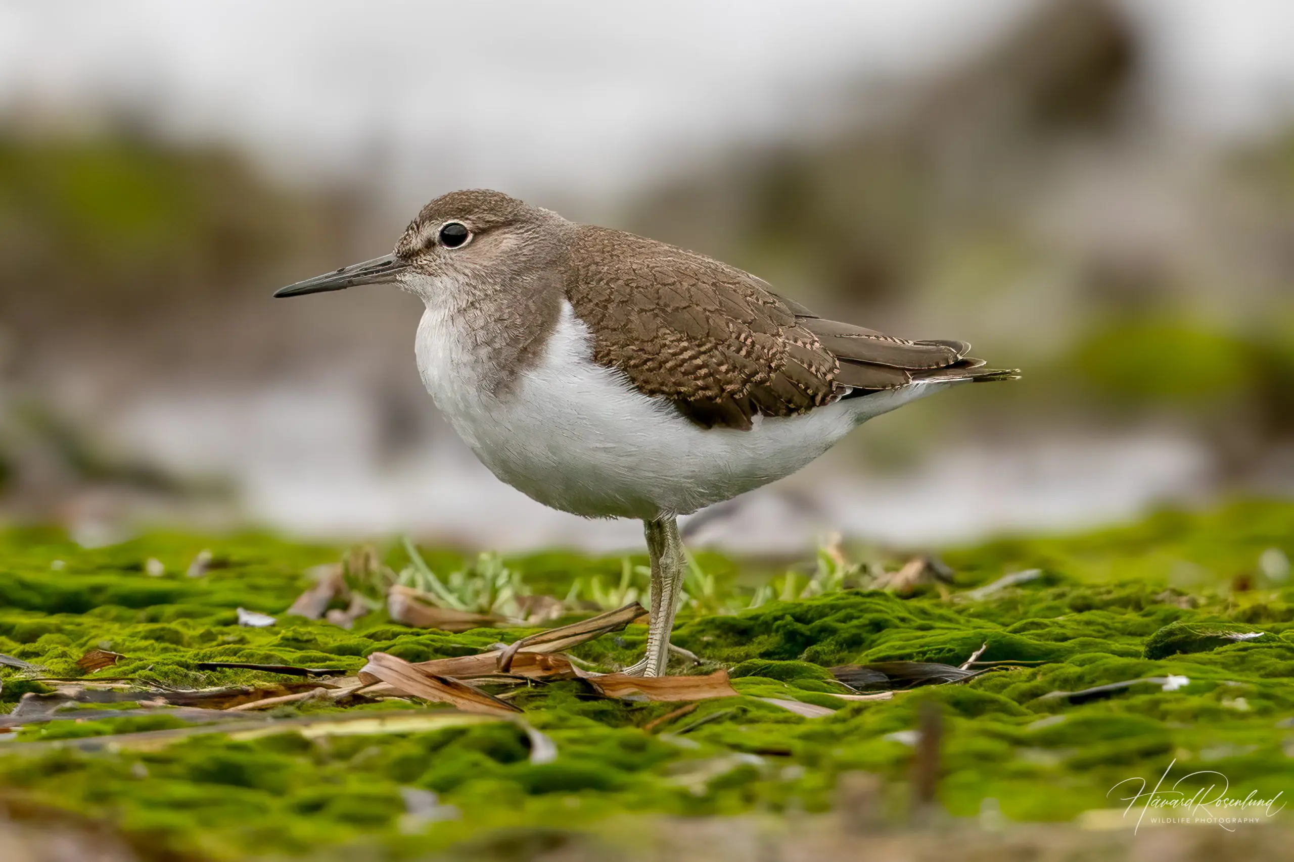 Common Sandpiper (Actitis hypoleucos) @ Fornebu, Norway. Photo: Håvard Rosenlund