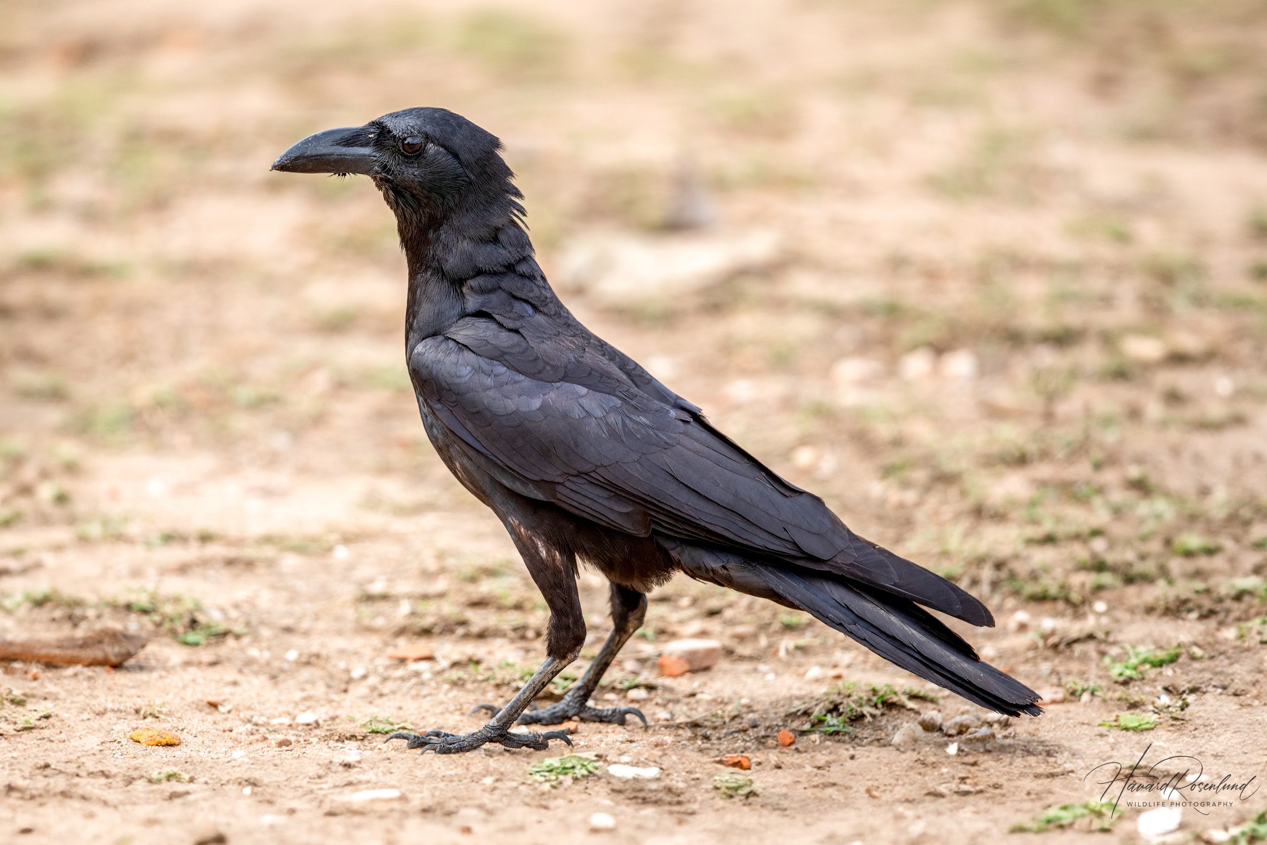 Large-billed Crow (Corvus macrorhynchos) @ Pench National Park, India. Photo: Håvard Rosenlund