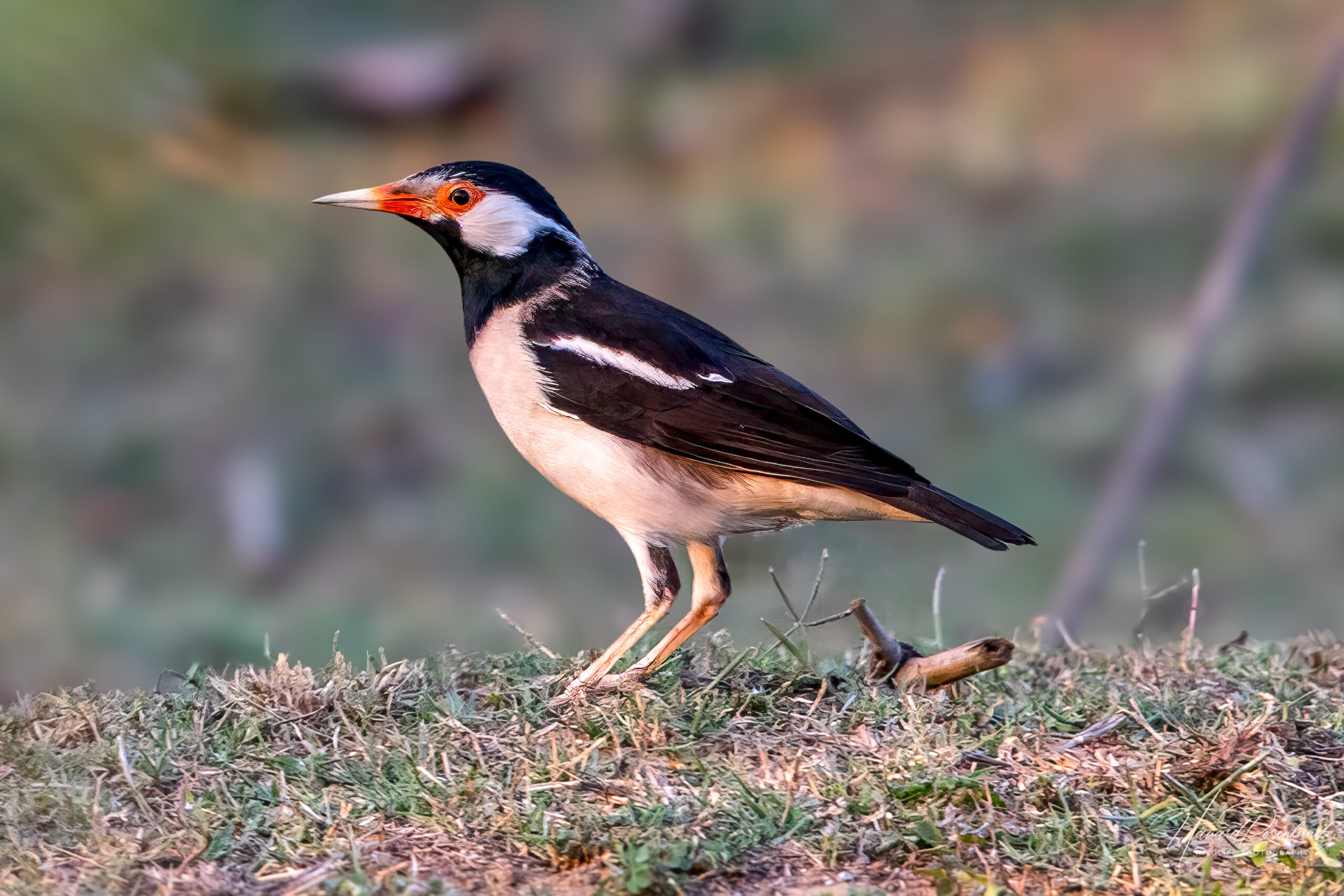 Indian Pied Starling (Gracupica contra) @ Bandhavgarh National Park, India. Photo: Håvard Rosenlund