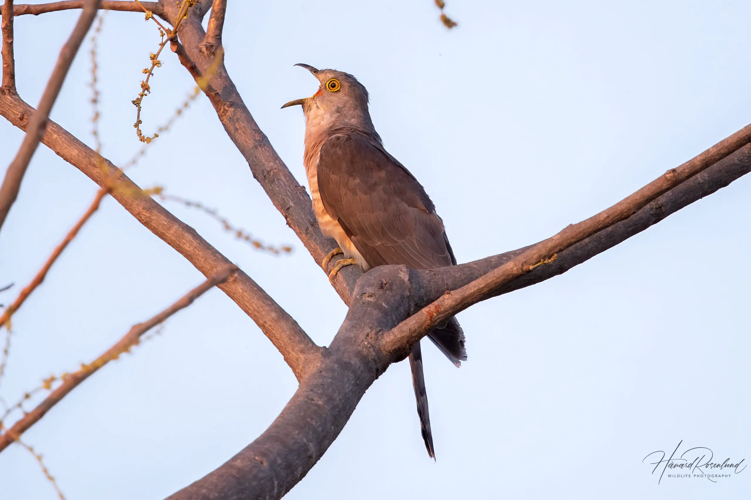 Common Hawk-Cuckoo (Hierococcyx varius) @ Bandhavgarh National Park, India. Photo: Håvard Rosenlund