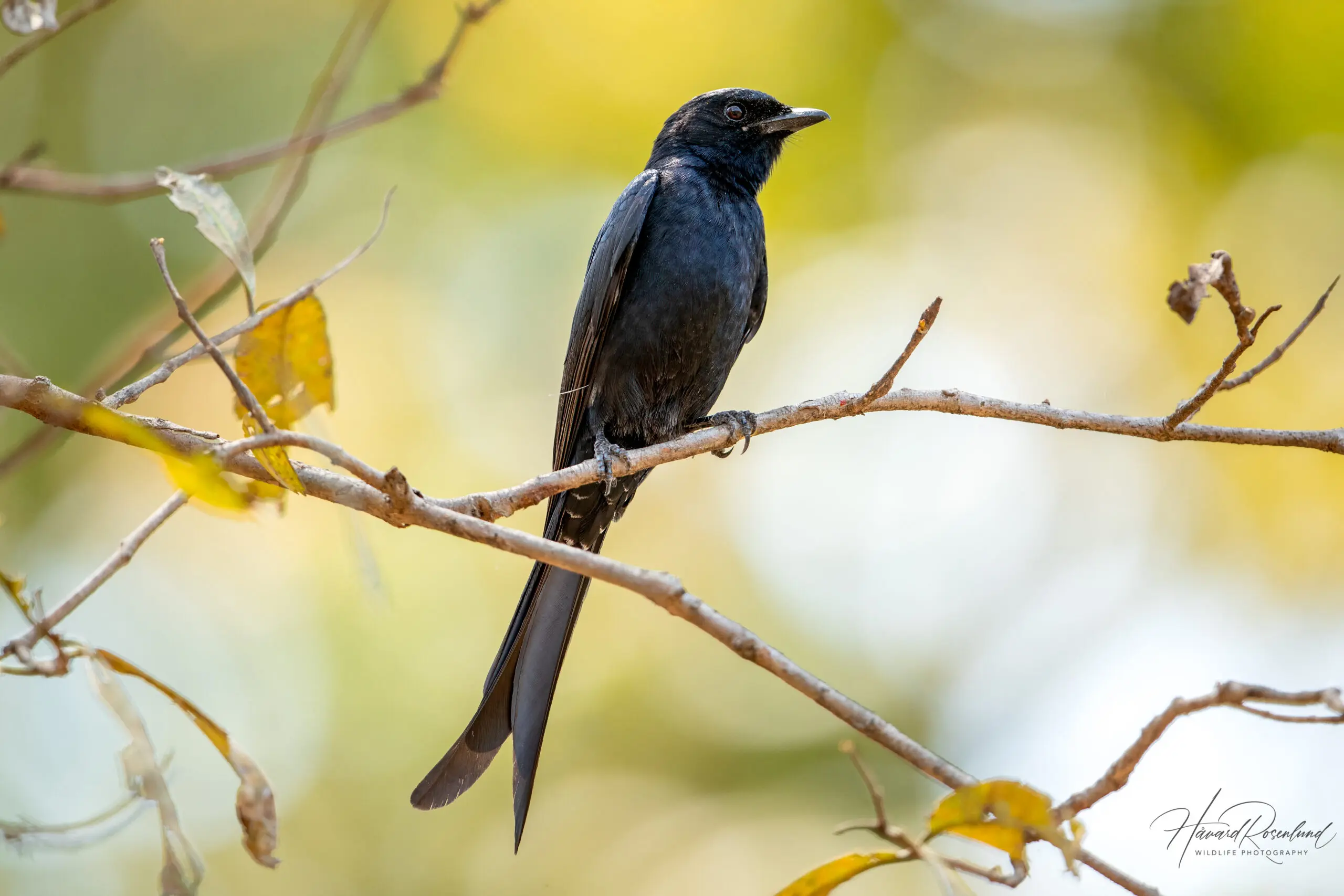 Black Drongo (Dicrurus macrocercus) @ Pench National Park, India. Photo: Håvard Rosenlund