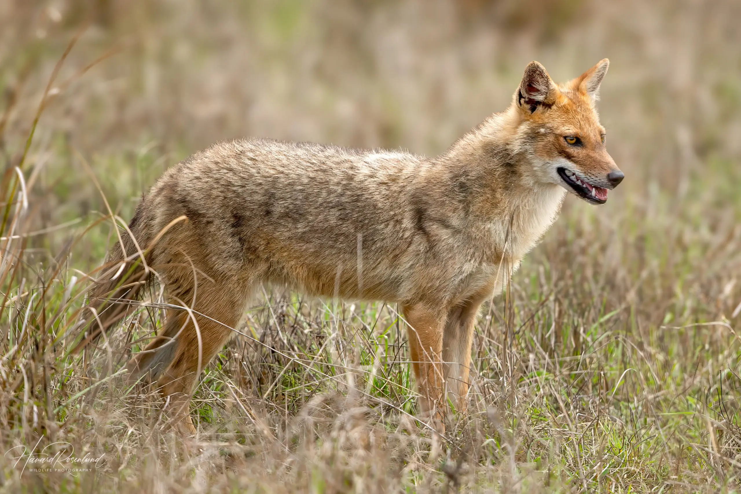 Golden Jackal (Canis aureus) | Wildlife Vagabond