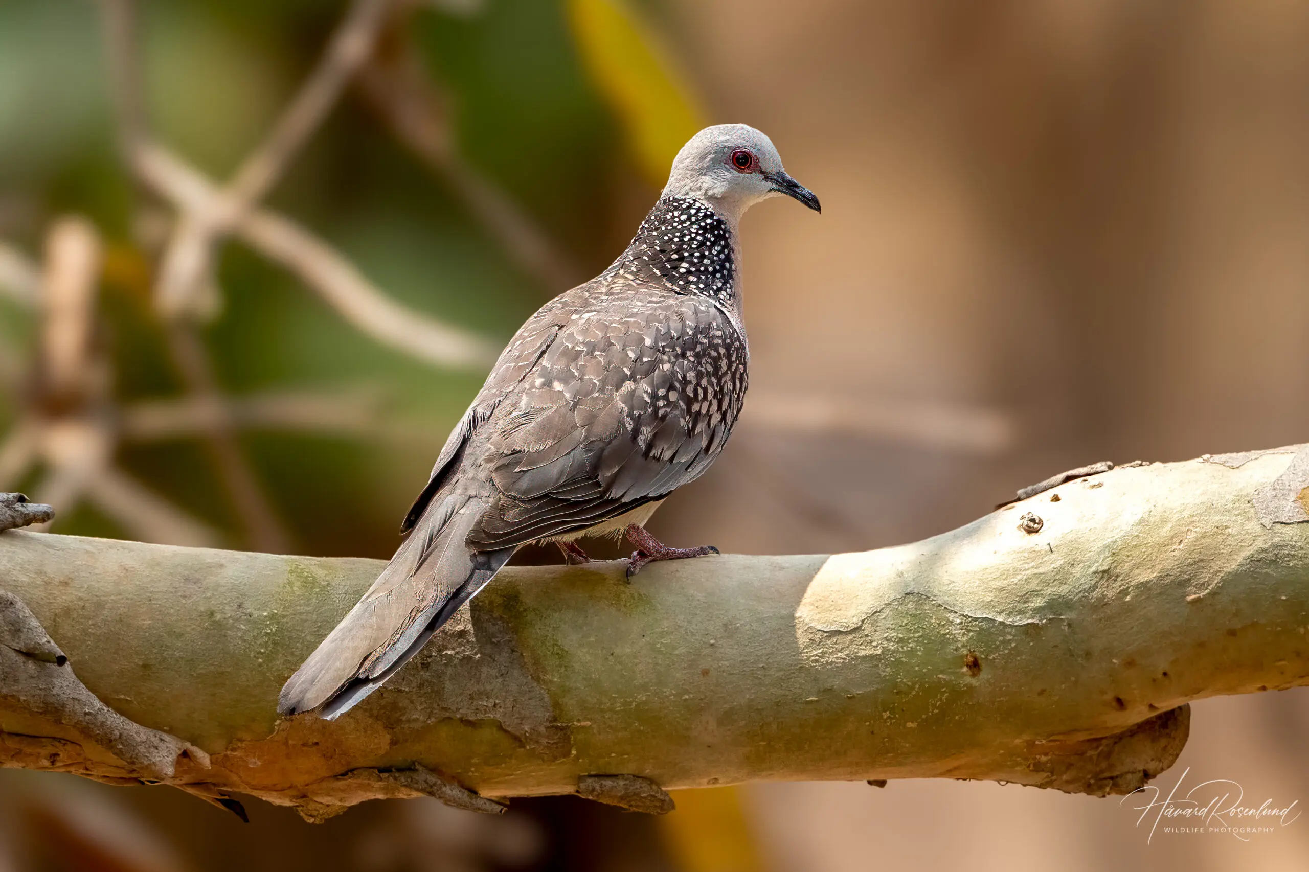 Spotted Dove (Spilopelia chinensis) @ Satpura National Park, India. Photo: Håvard Rosenlund