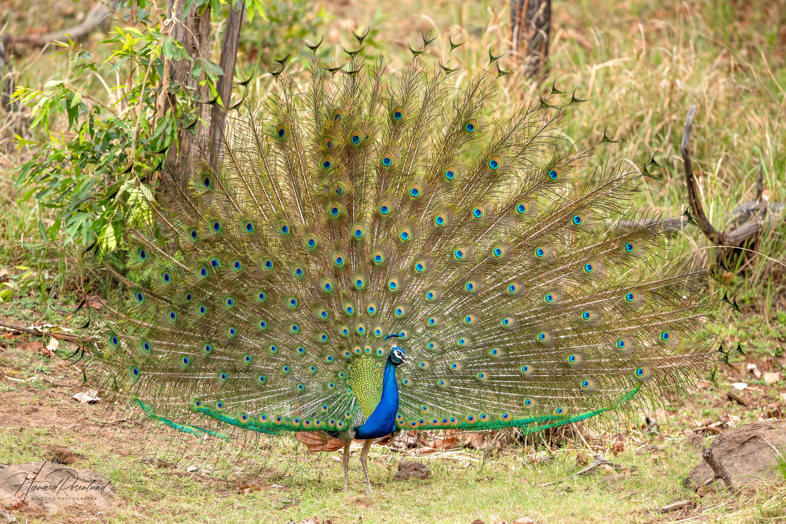 Indian Peafowl Pavo Cristatus Wildlife Vagabond Indian Peafowl Pavo Cristatus Wildlife Vagabond