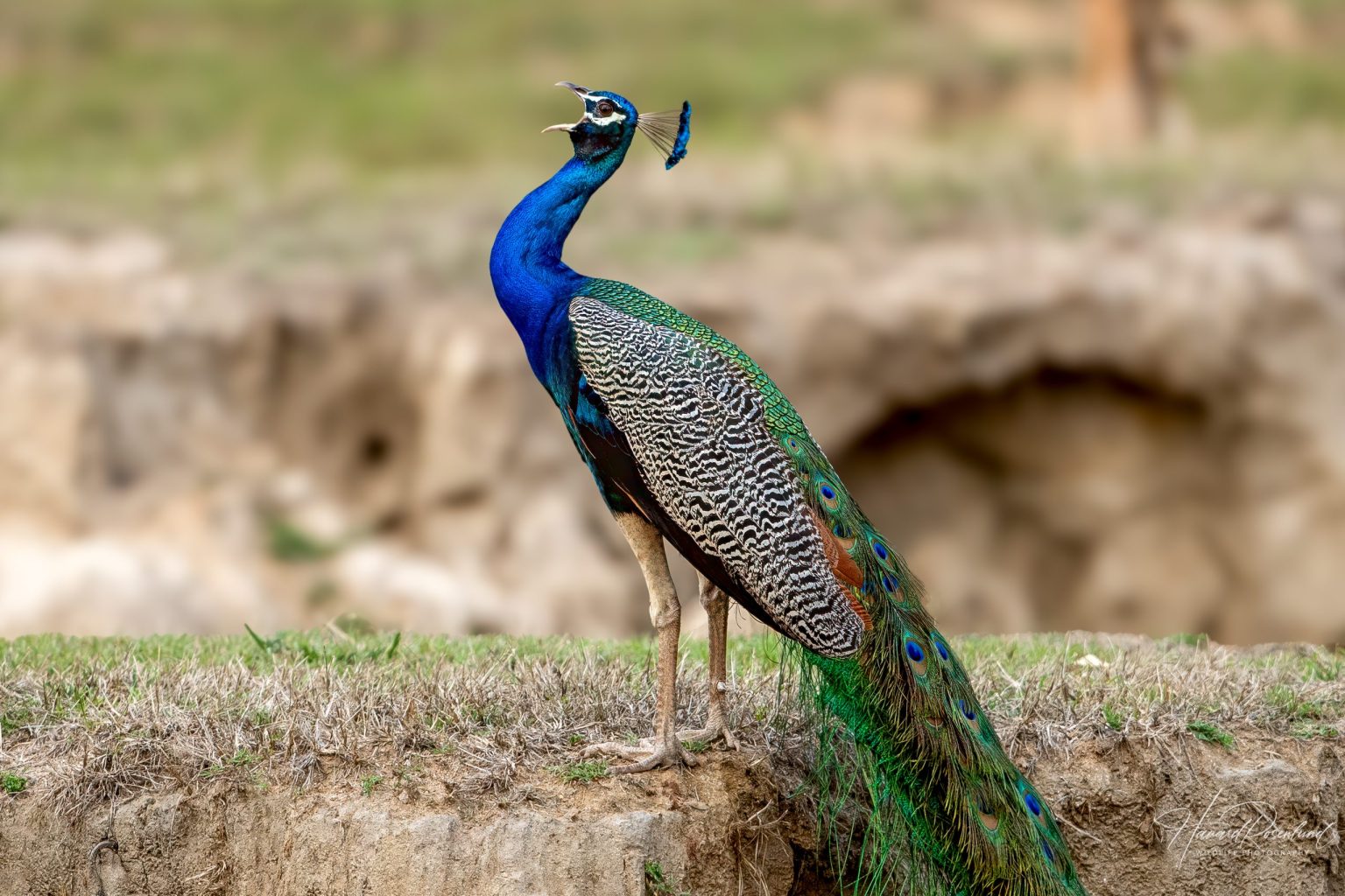 Indian Peafowl Pavo Cristatus Wildlife Vagabond Indian Peafowl Pavo Cristatus Wildlife Vagabond