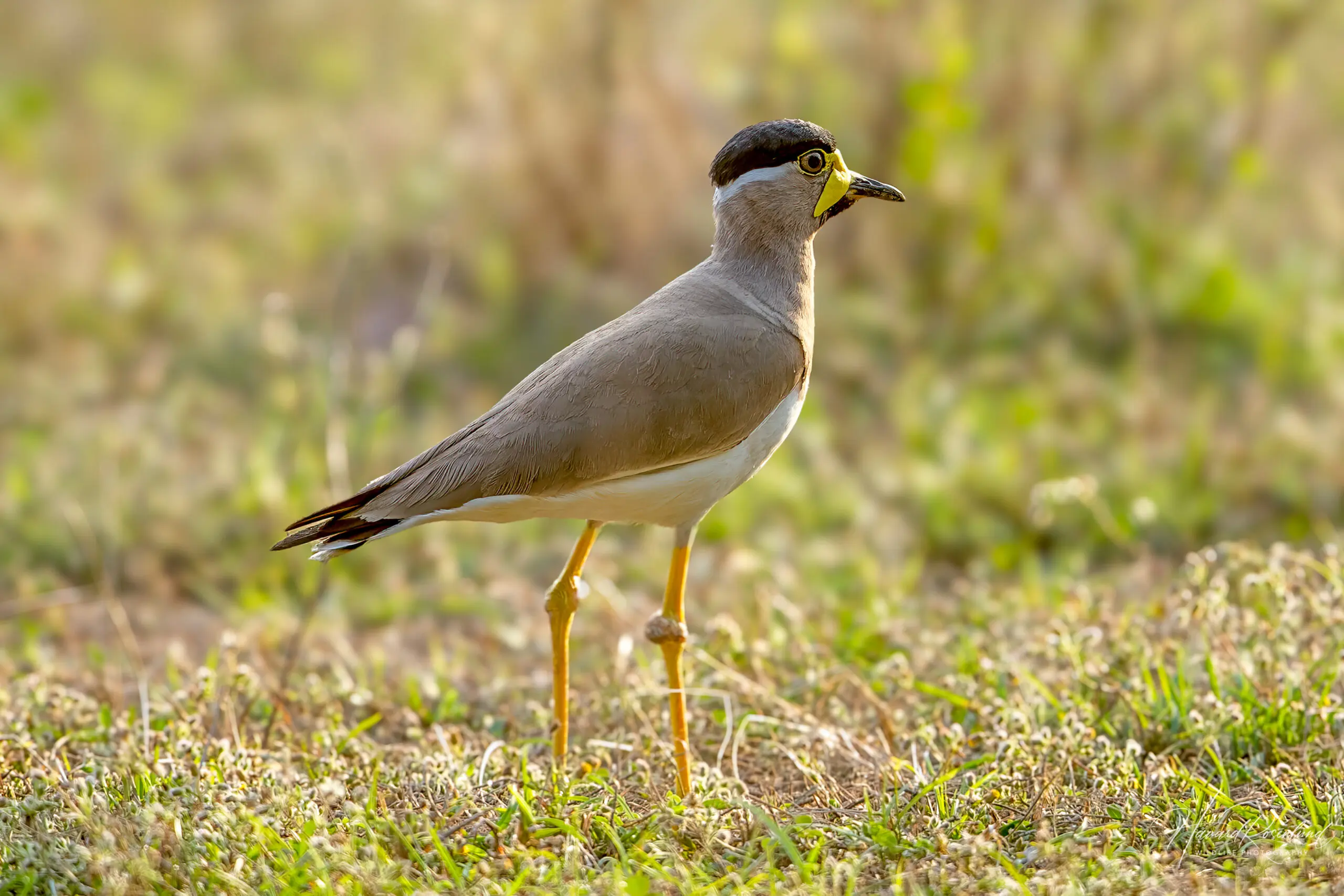 Yellow-wattled Lapwing (Vanellus malabaricus) @ Kanha National Park, India. Photo: Håvard Rosenlund