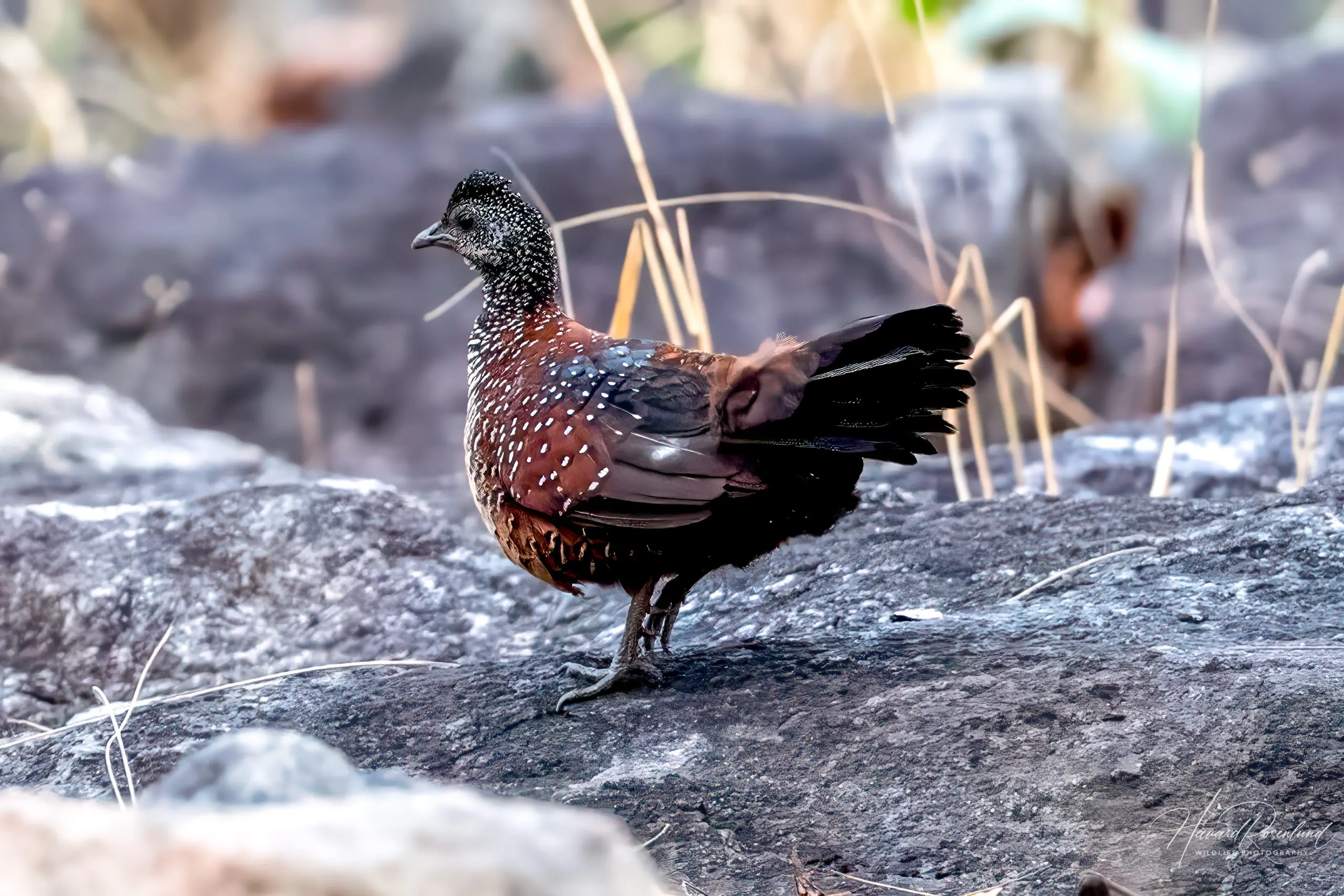 Painted Spurfowl (Galloperdix lunulata) @ Pench National Park, India. Photo: Håvard Rosenlund