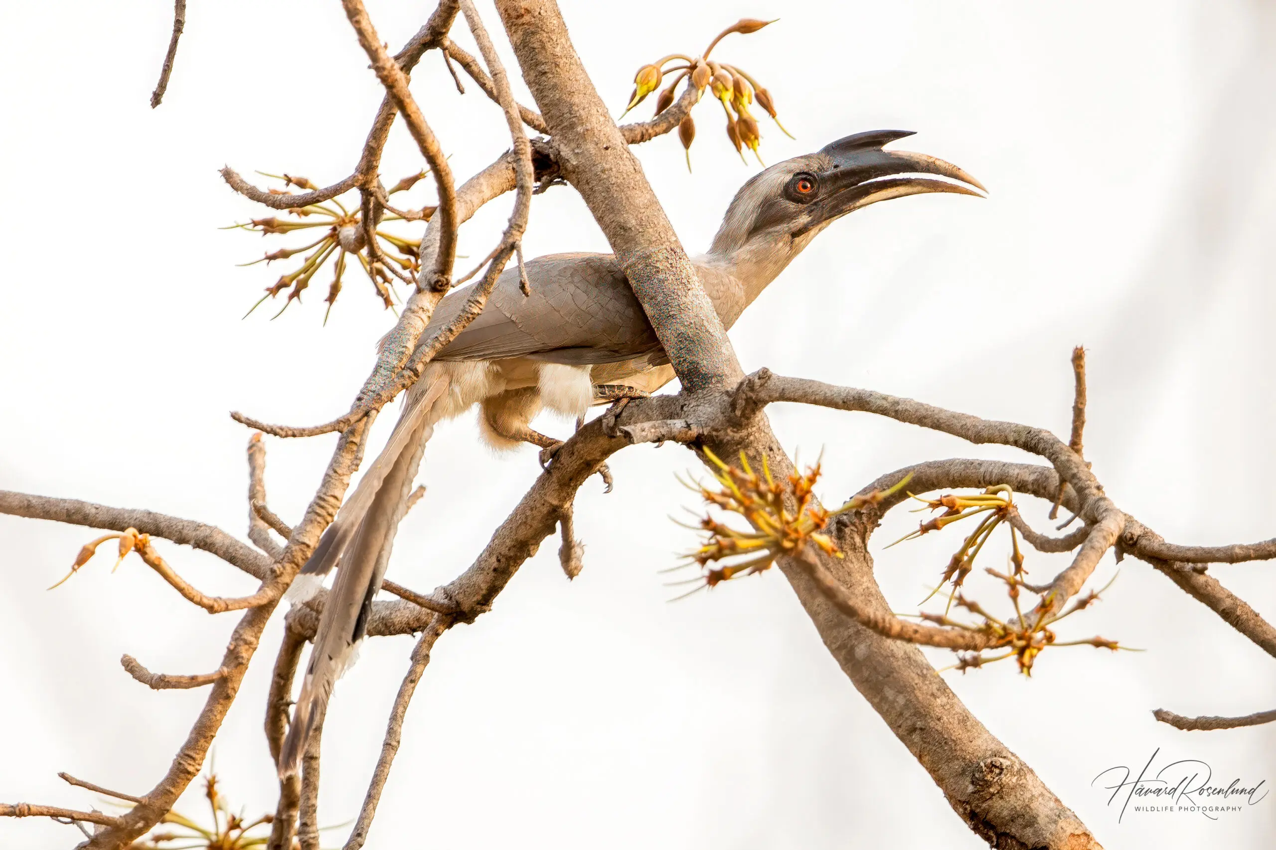 Indian Grey Hornbill (Ocyceros birostris) @ Satpura National Park, India. Photo: Håvard Rosenlund