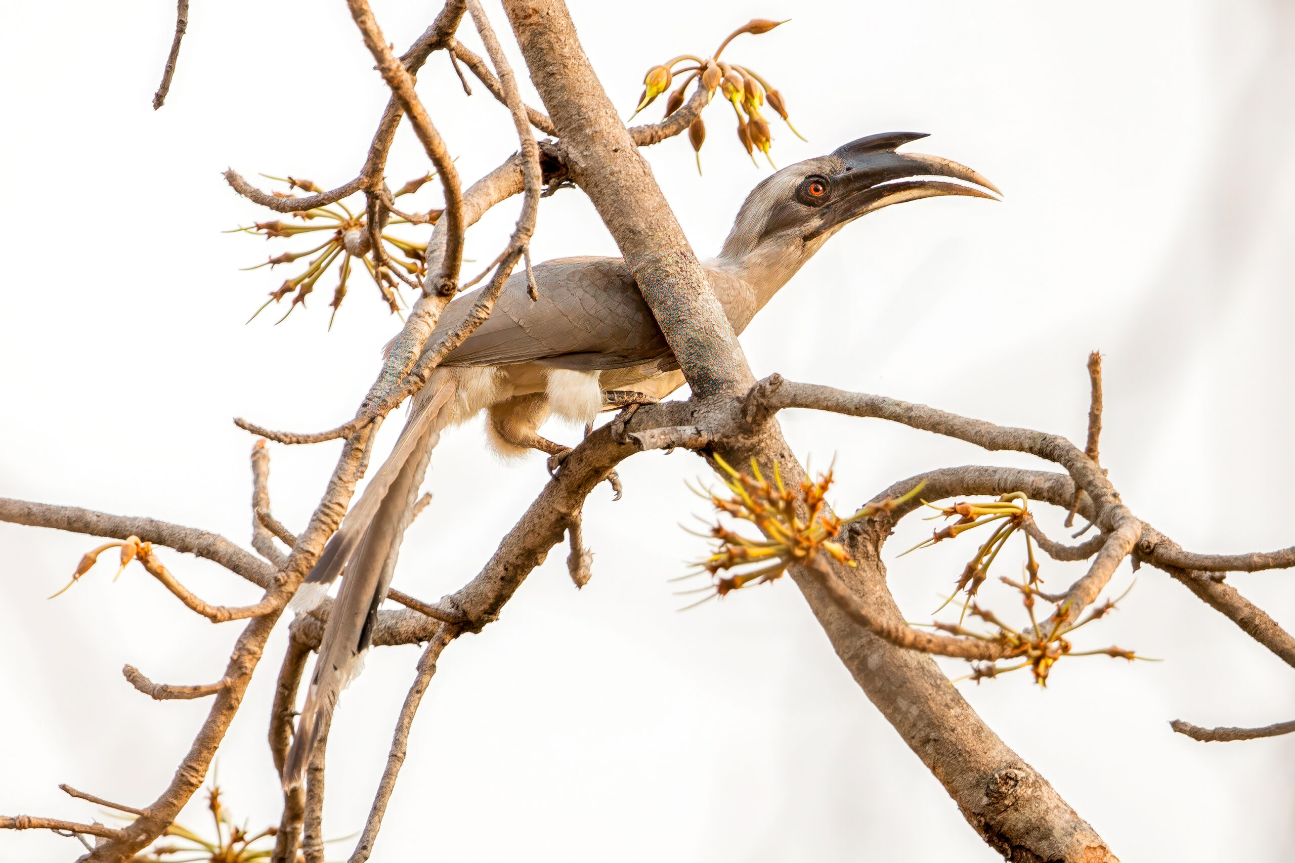 Indian Grey Hornbill (Ocyceros birostris) @ Satpura National Park, India. Photo: Håvard Rosenlund