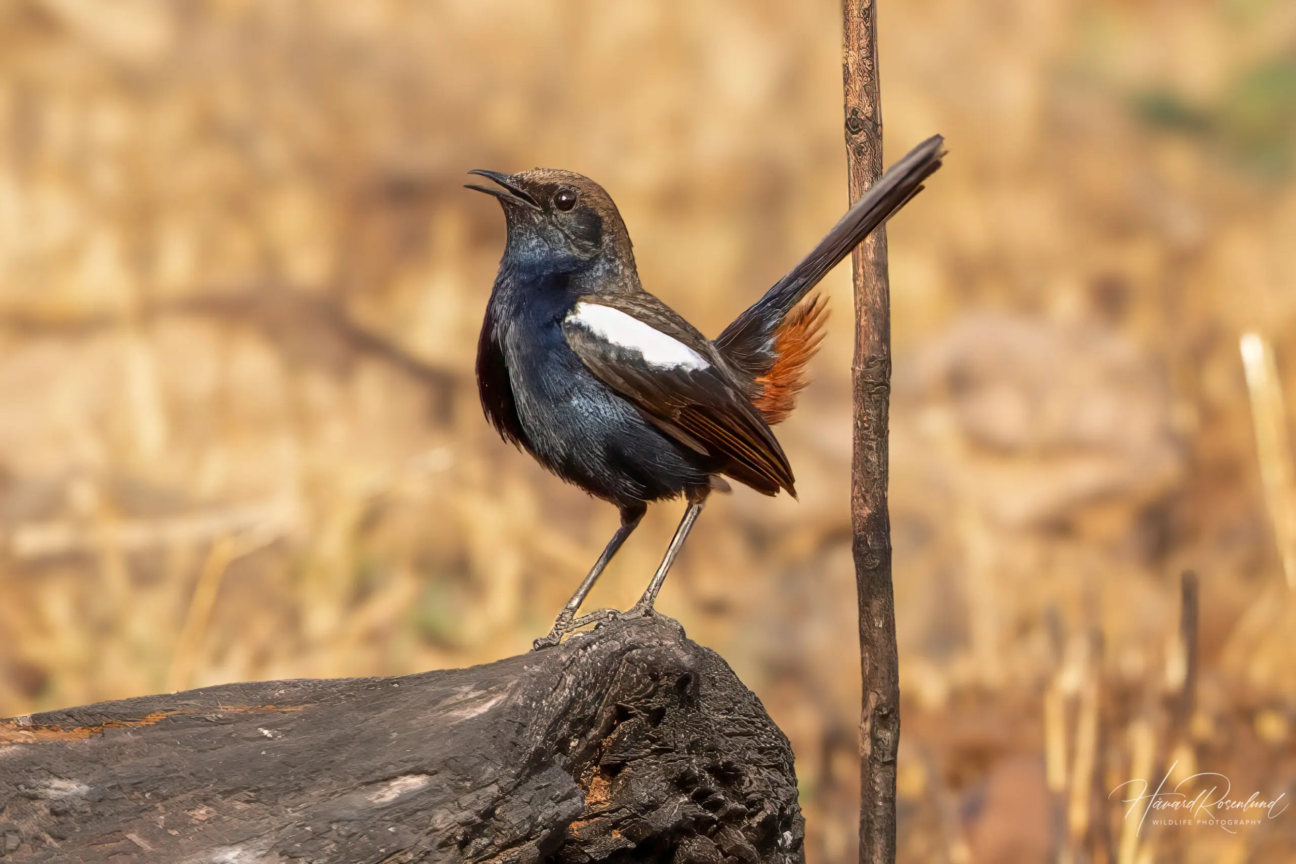 Indian Robin (Copsychus fulicatus) @ Satpura National Park, India. Photo: Håvard Rosenlund