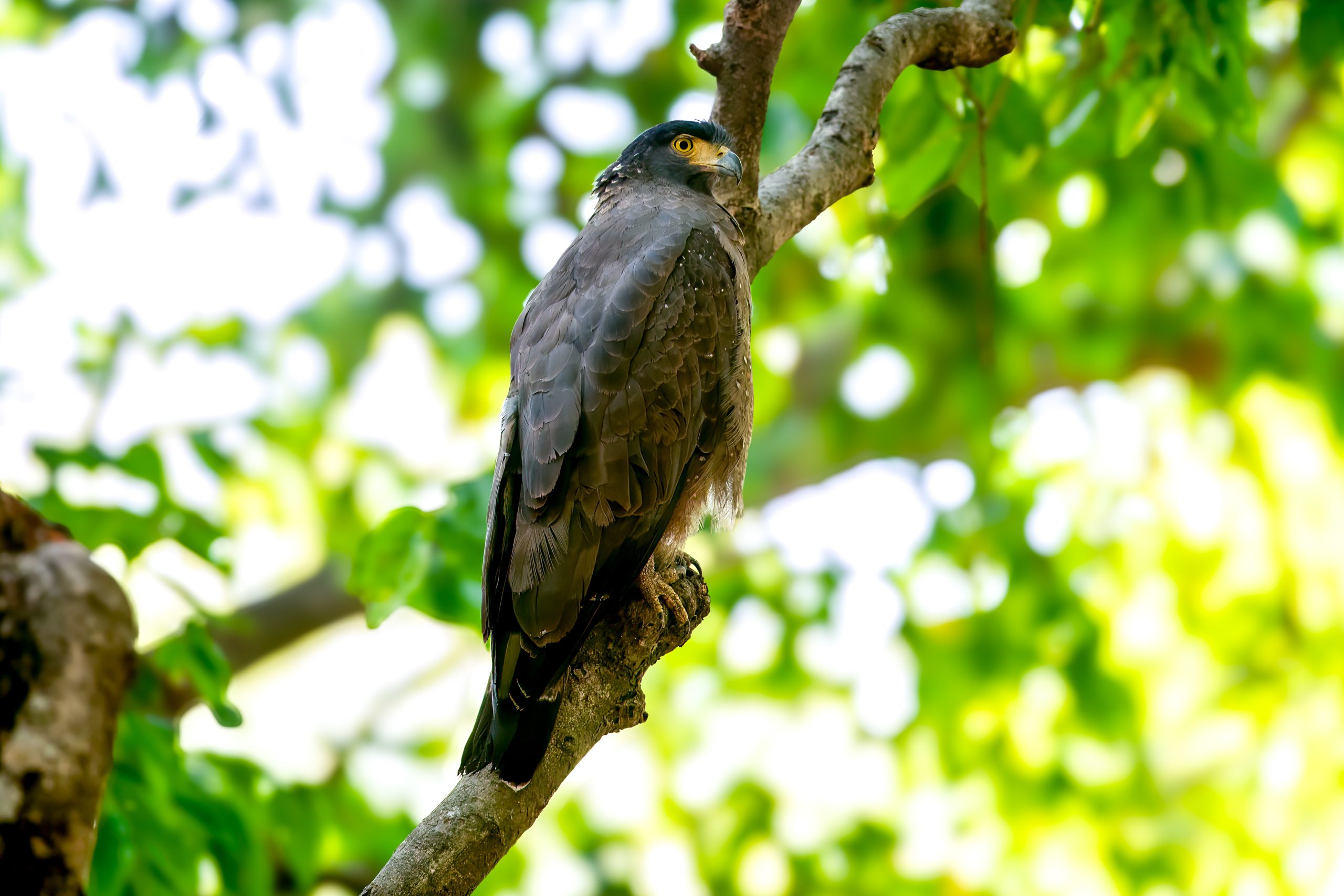 Crested Serpent-Eagle (Spilornis cheela) @ Bandhavgarh National Park, India. Photo: Håvard Rosenlund