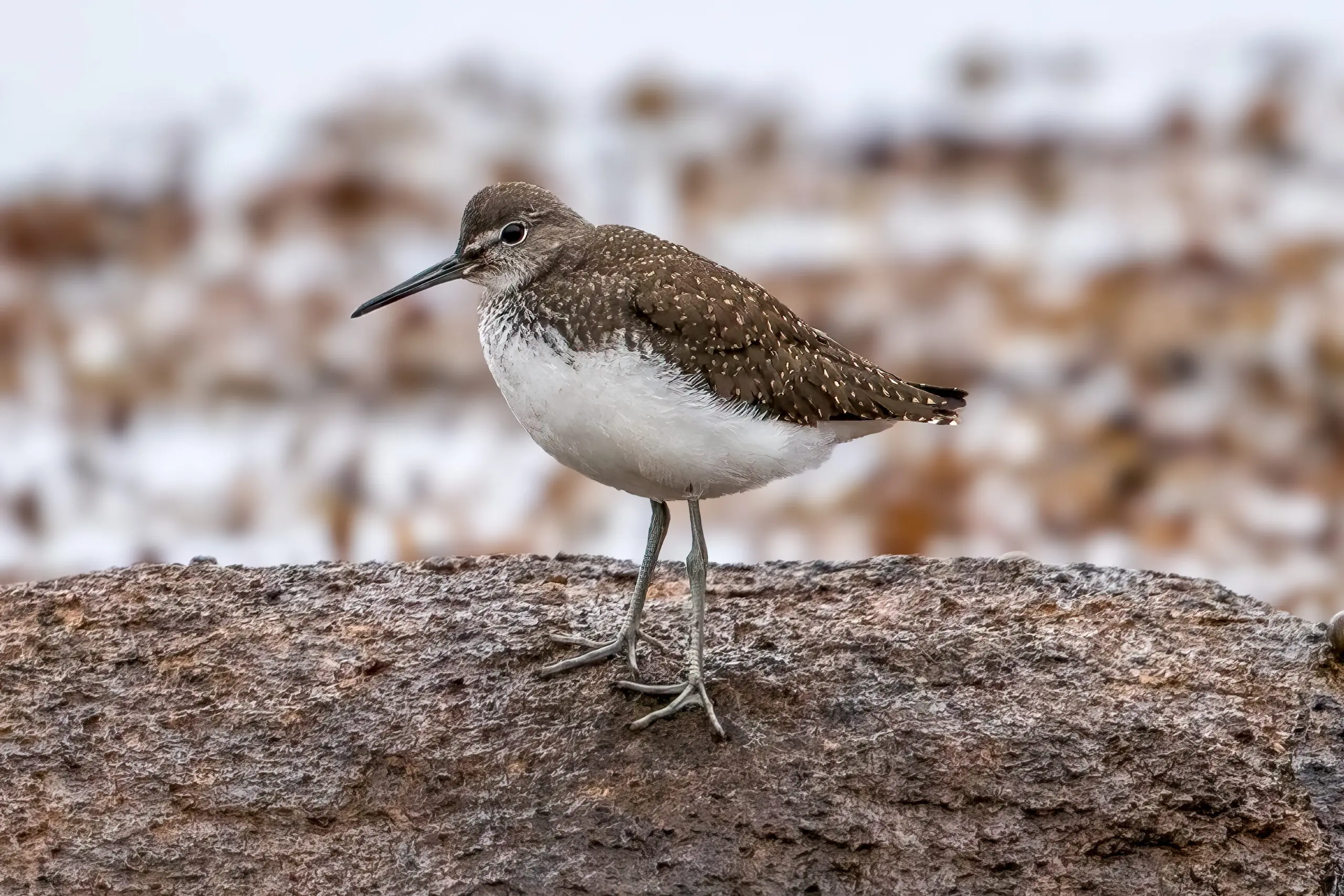 Skogsnipe (Tringa ochropus) @ Lista. Foto: Håvard Rosenlund