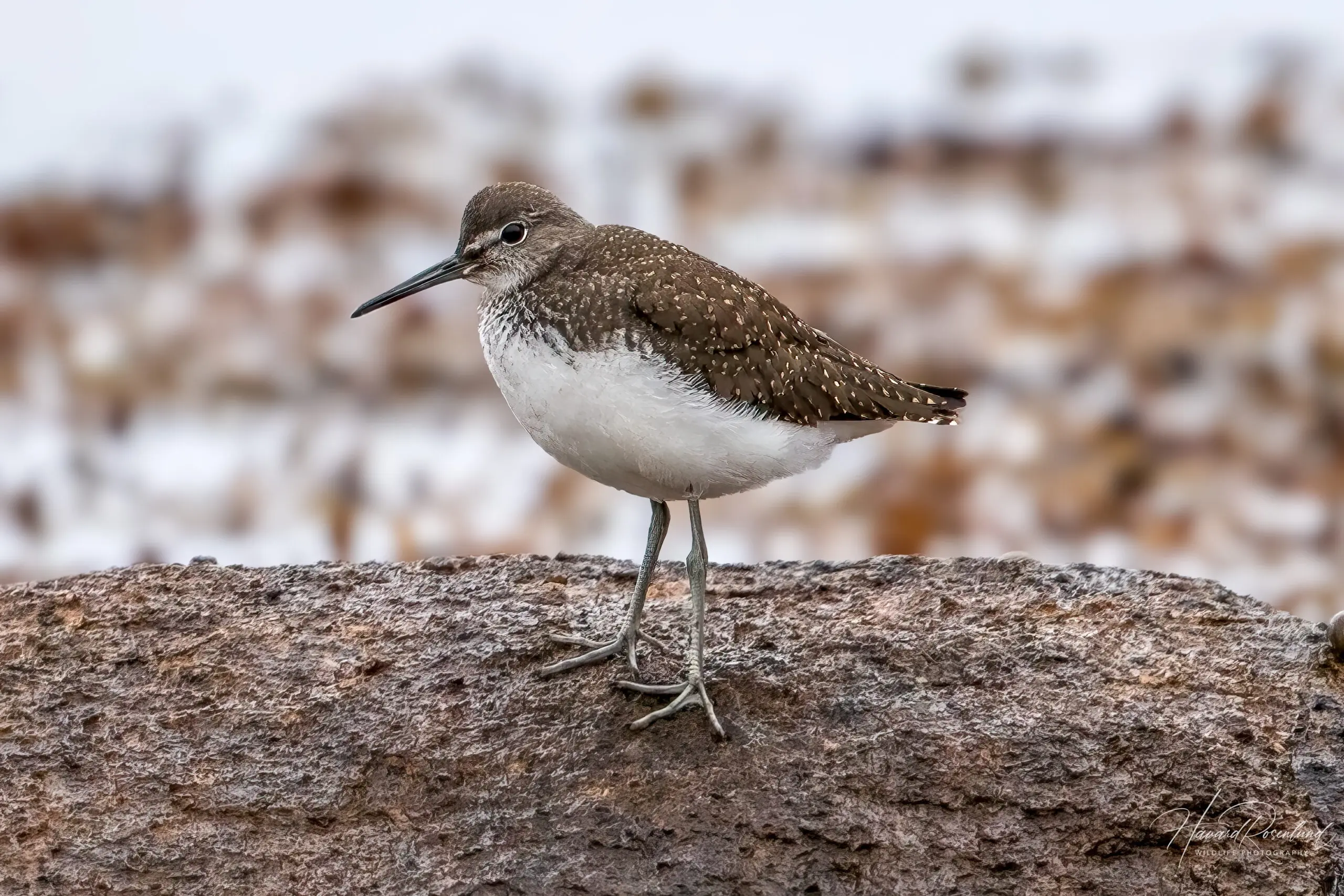 Green Sandpiper (Tringa ochropus) @ Lista, Norway. Photo: Håvard Rosenlund