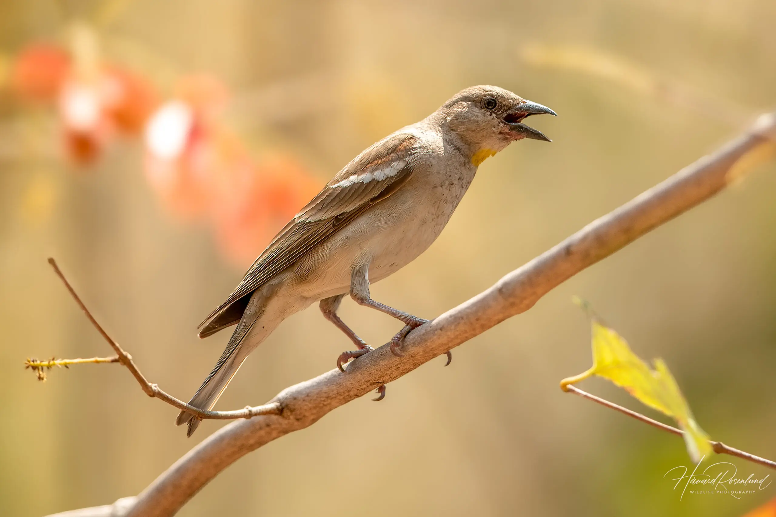 Yellow-throated Sparrow (Gymnoris xanthocollis) @ Satpura National Park, India. Photo: Håvard Rosenlund