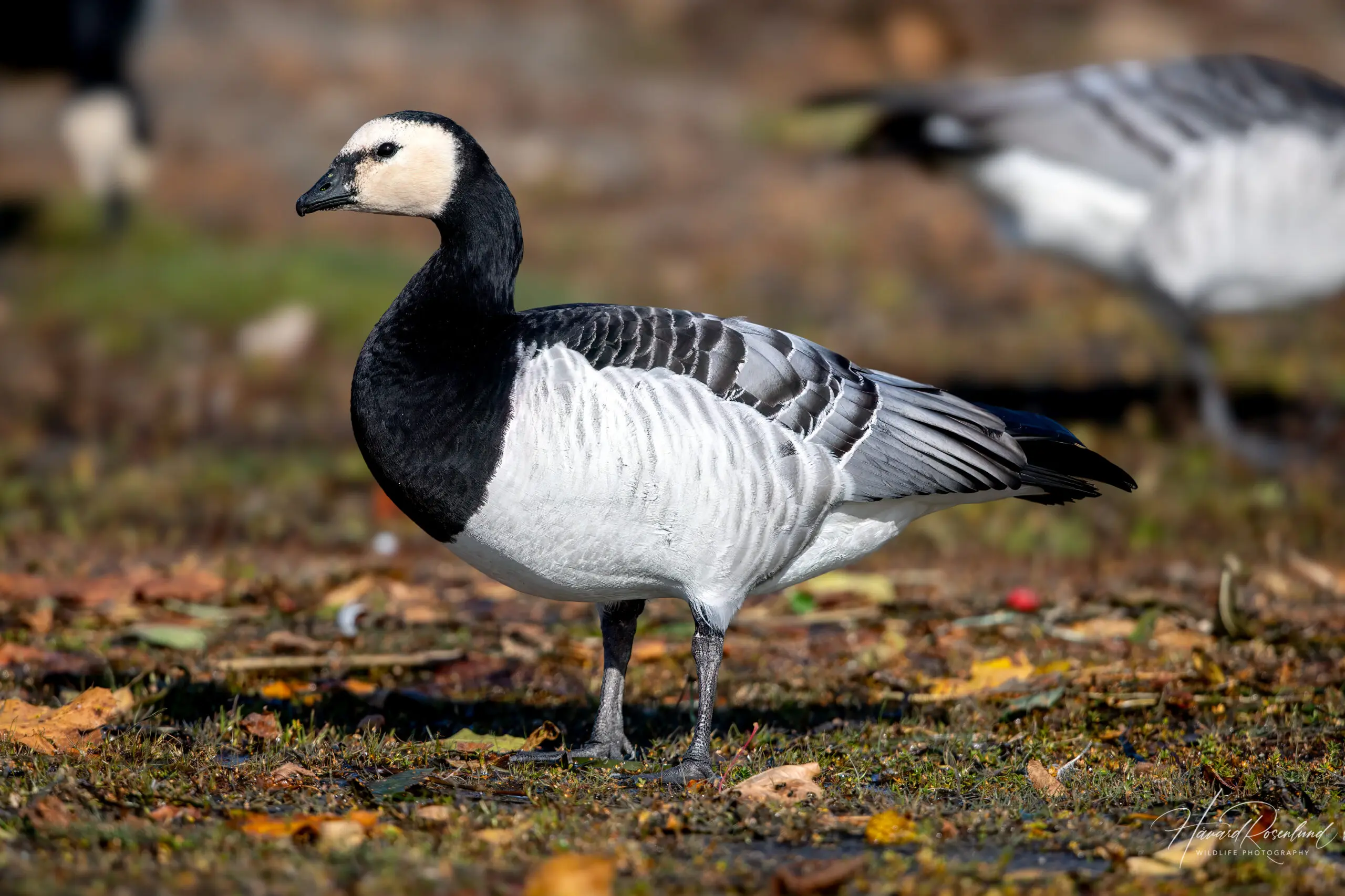 Barnacle Goose (Branta leucopsis) @ Fornebu, Norway. Photo: Håvard Rosenlund