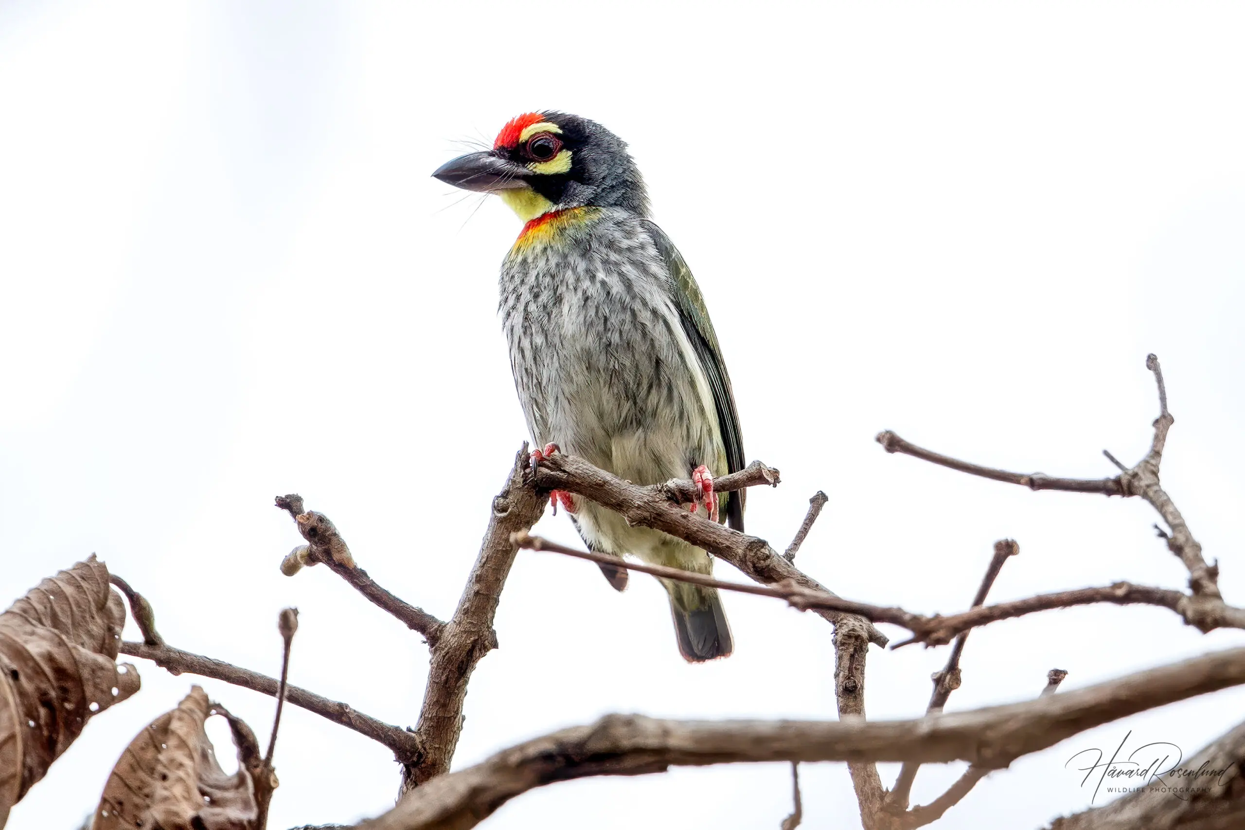 Coppersmith Barbet (Psilopogon haemacephalus) @ Kanha National Park, India. Photo: Håvard Rosenlund