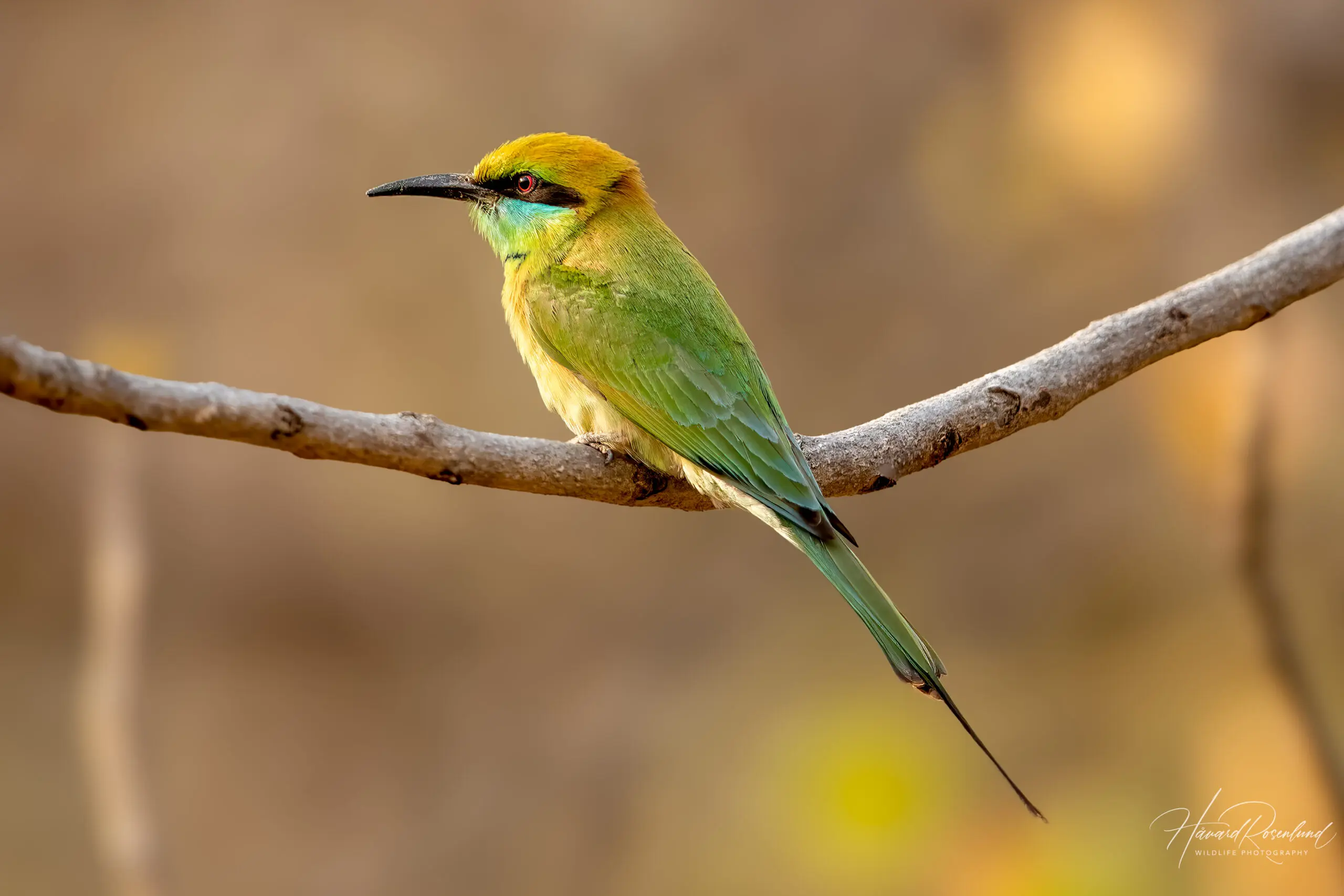 Asian Green Bee-eater (Merops orientalis) @ Bandhavgarh National Park, India. Photo: Håvard Rosenlund