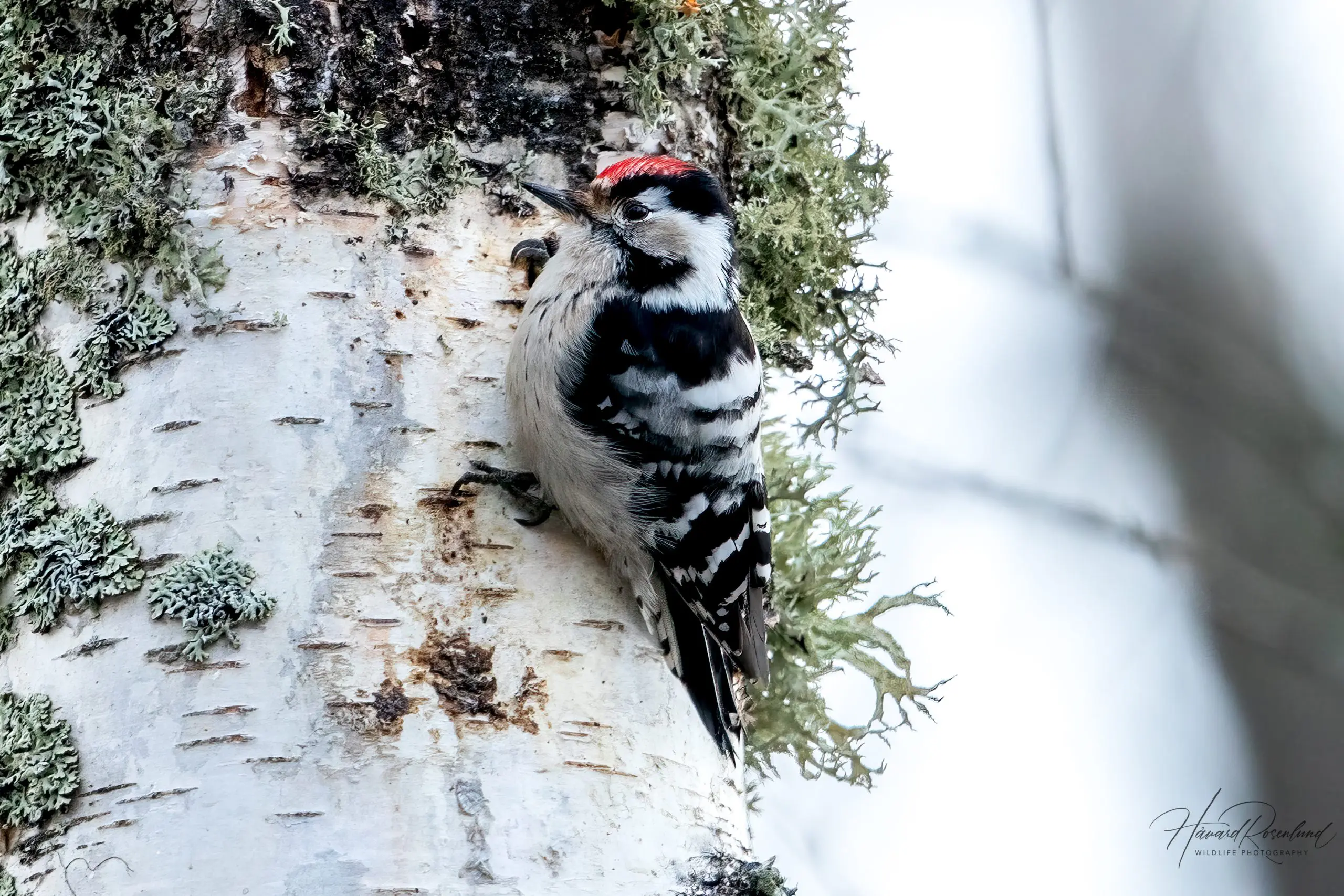 Lesser Spotted Woodpecker (Dryobates minor) - Male @ Nordre Øyeren Nature Reserve, Norway. Photo: Håvard Rosenlund