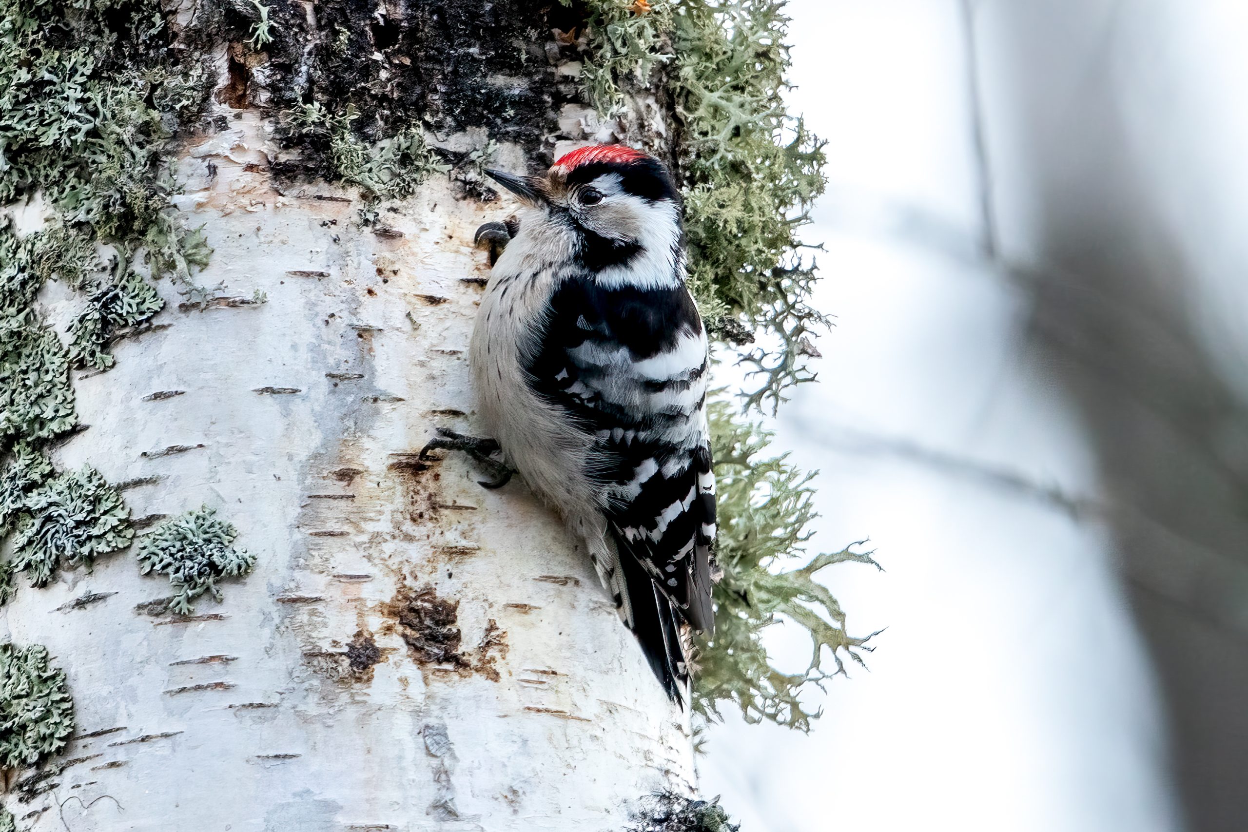 Lesser Spotted Woodpecker (Dryobates minor) - Male @ Nordre Øyeren Nature Reserve, Norway. Photo: Håvard Rosenlund