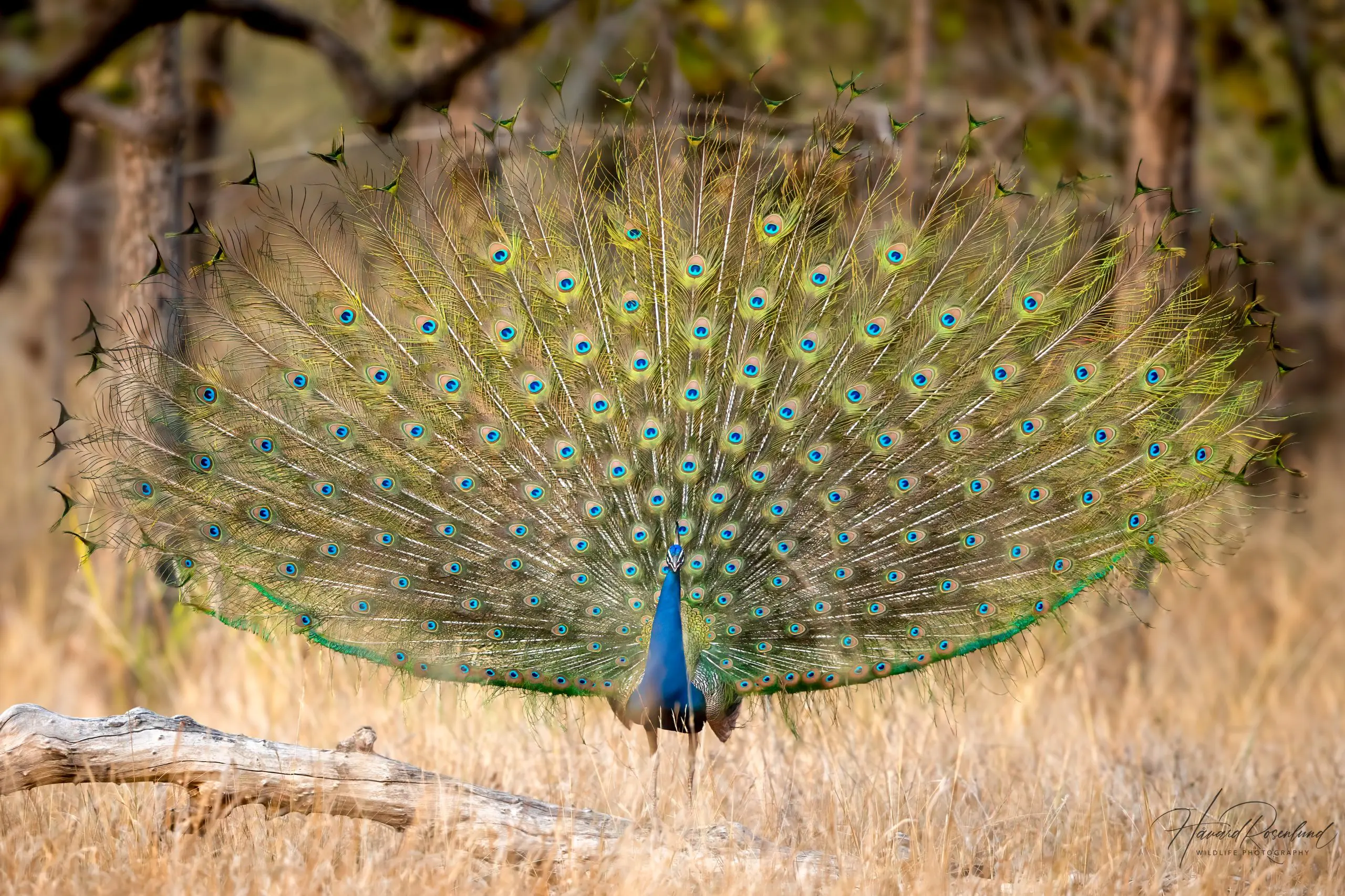 Indian Peafowl (Pavo cristatus) @ Bandhavgarh National Park, India. Photo: Håvard Rosenlund