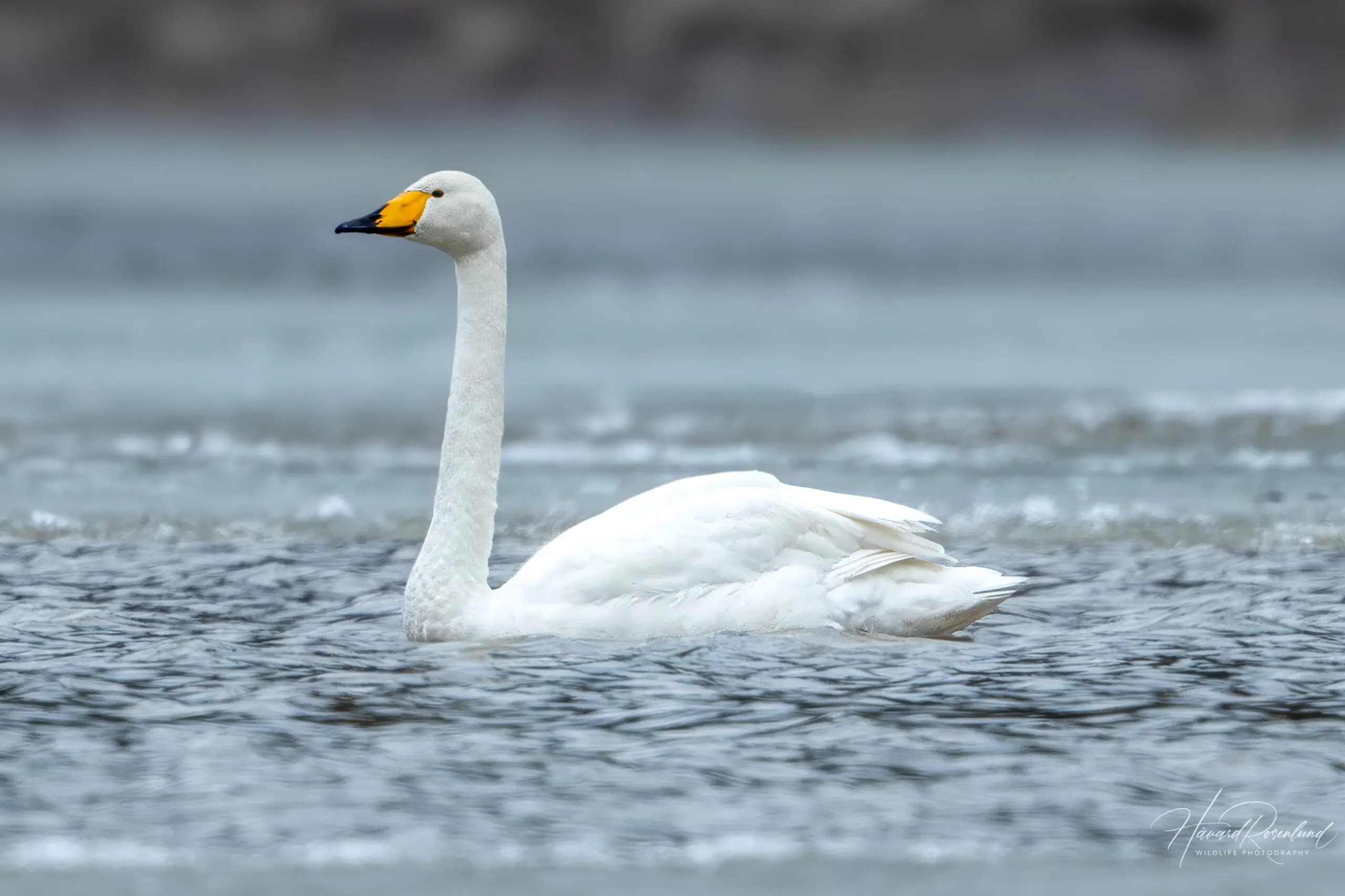 Whooper Swan (Cygnus cygnus) @ Nordre Øyeren Nature Reserve, Norway. Photo: Håvard Rosenlund