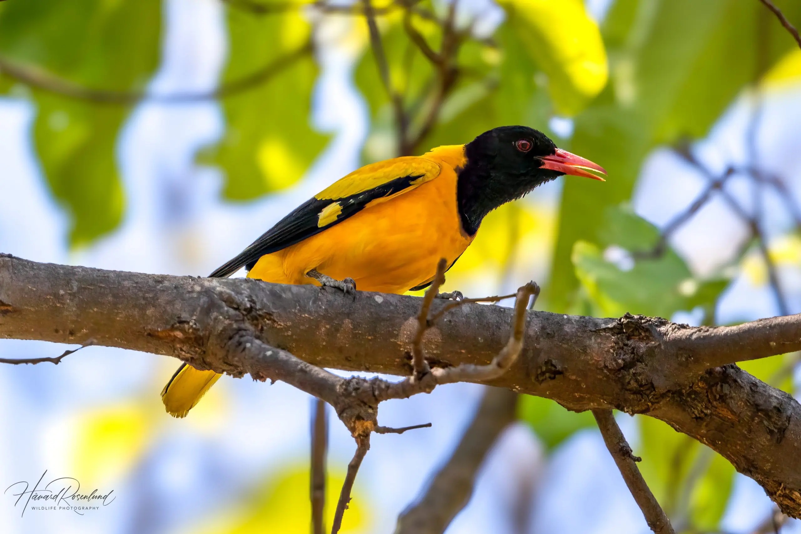 Black-hooded Oriole (Oriolus xanthornus) @ Bandhavgarh National Park, India. Photo: Håvard Rosenlund