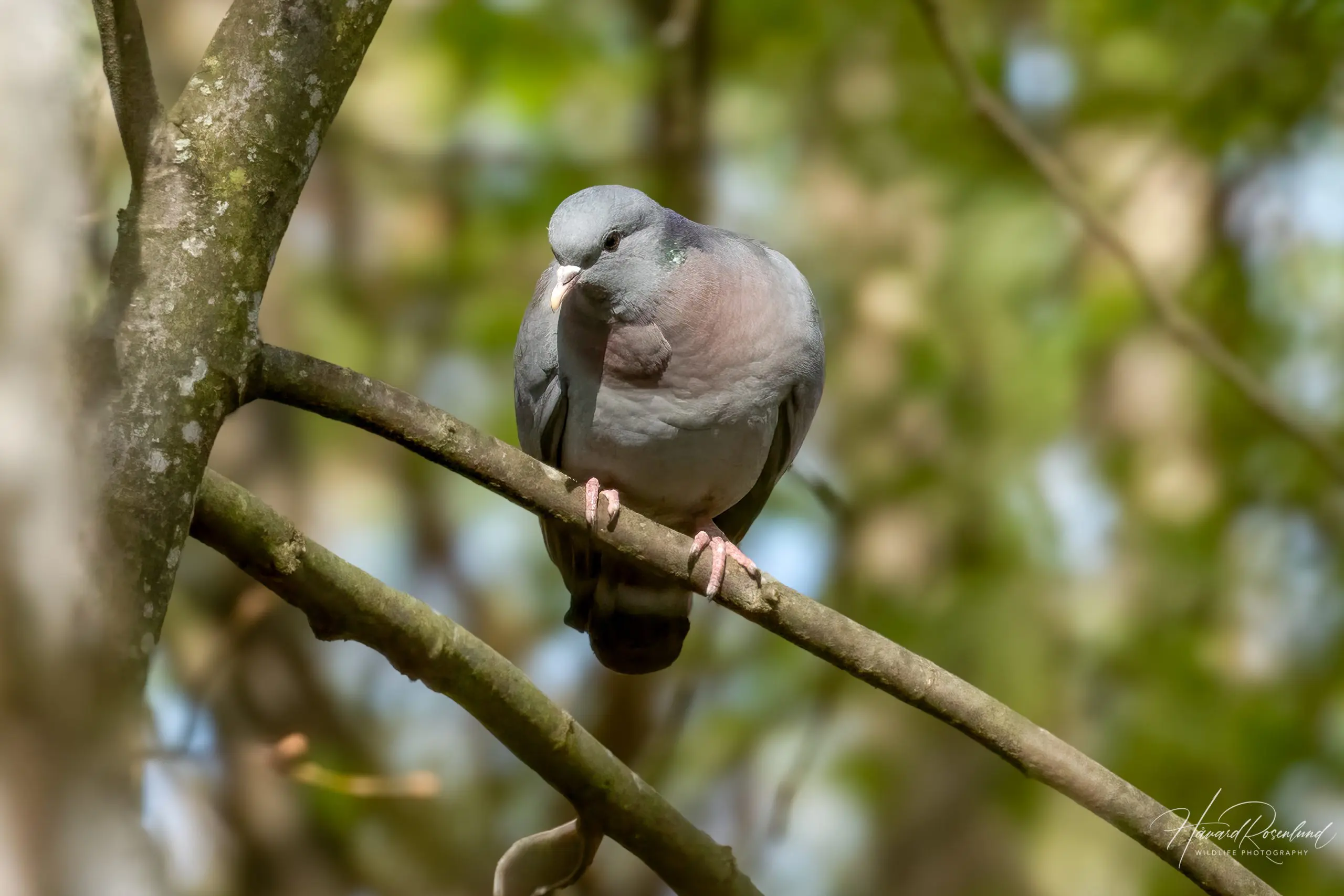 Stock Dove (Columba oenas) @ Fornebu, Norway. Photo: Håvard Rosenlund